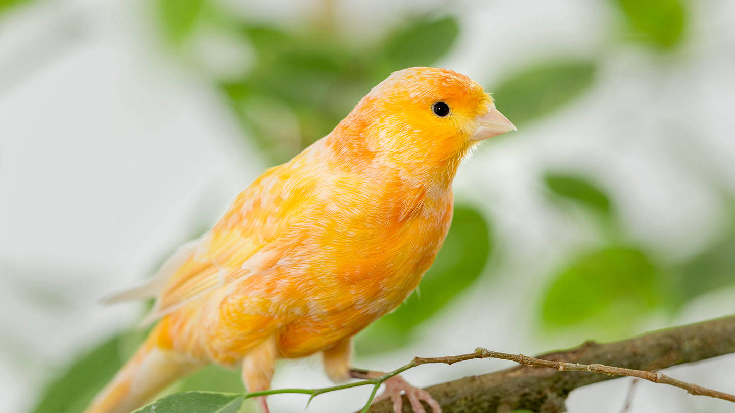 Orange Canary Bird On A Tree Wallpaper