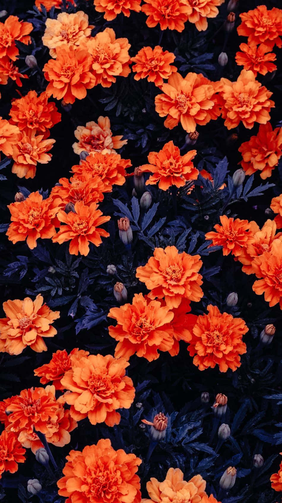 Orange Flower Aesthetic Photo Wallpaper