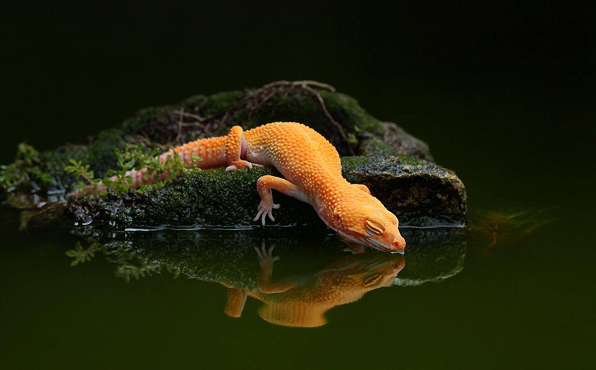 Orange Gecko Drinking Lake Water Wallpaper