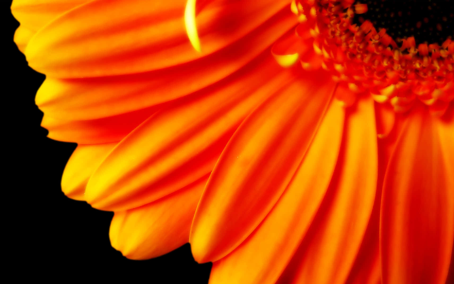 Image  Vibrant Orange Color in Nature