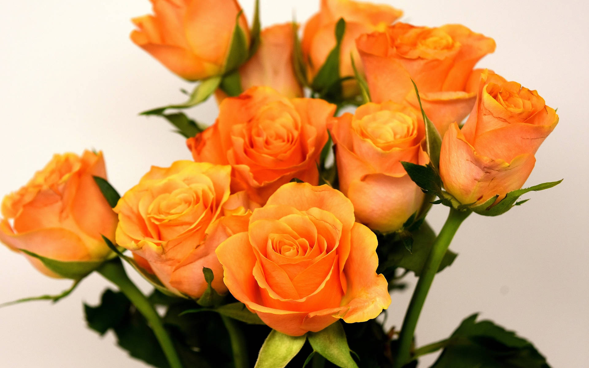Orange Rose Beautiful Flower Wallpaper