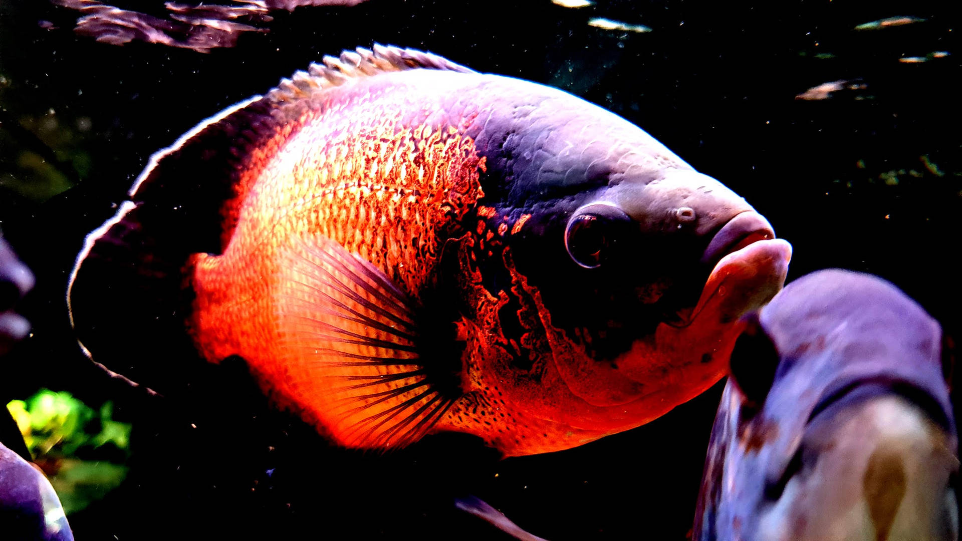 Oscar Cool Fish Wallpaper