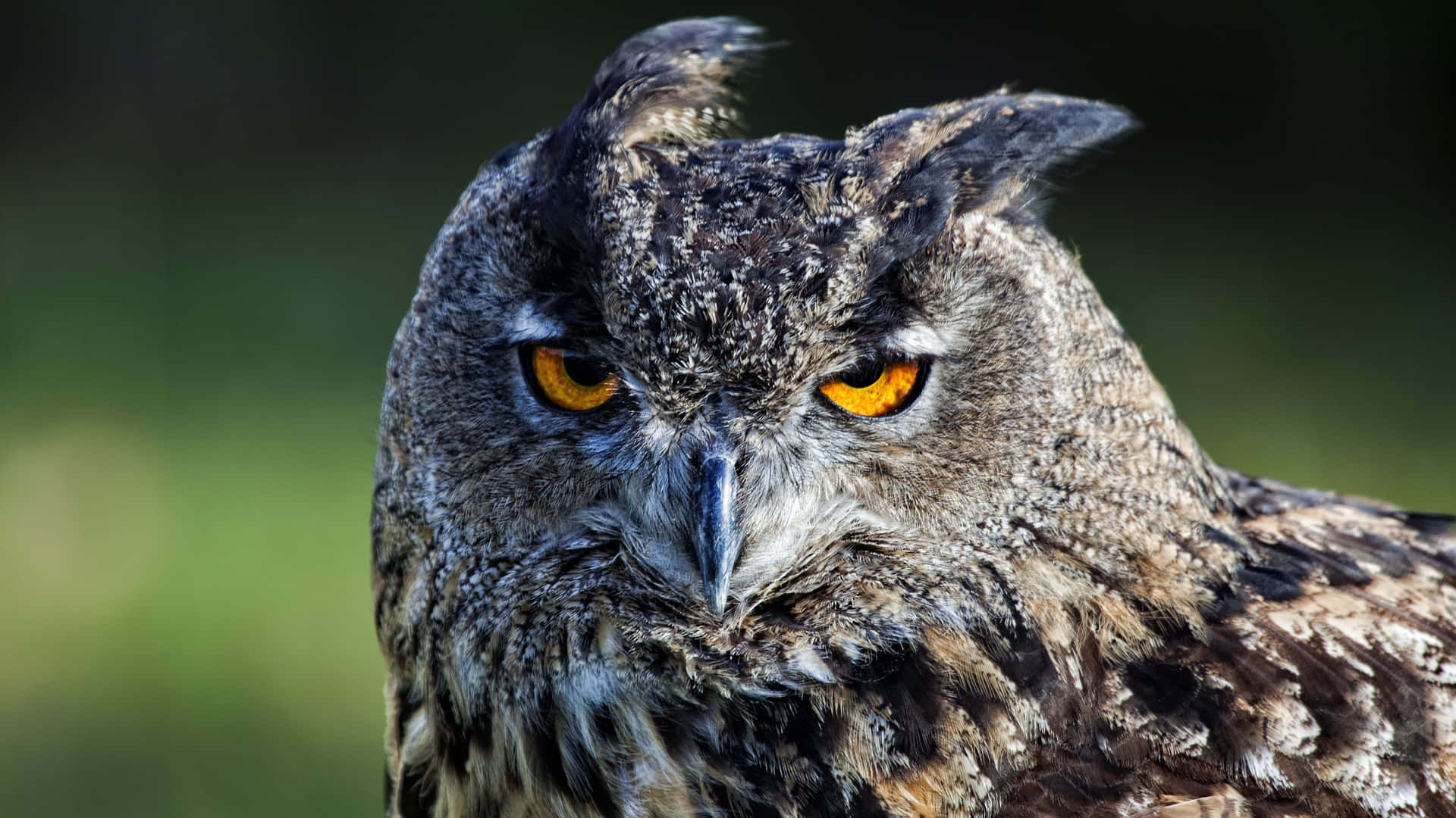 Wise Owl Surveying Its Surroundings