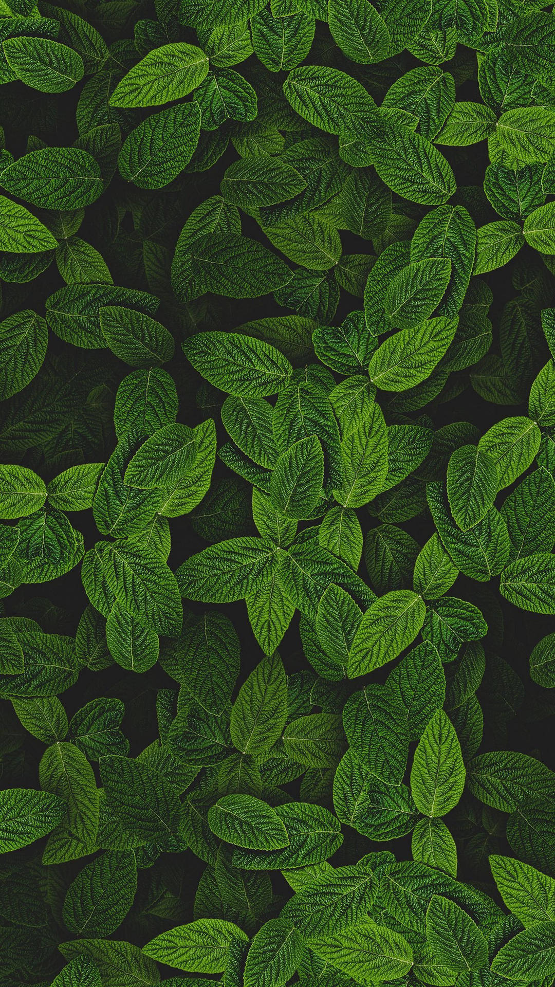 Peppermint Mint Plant Wallpaper
