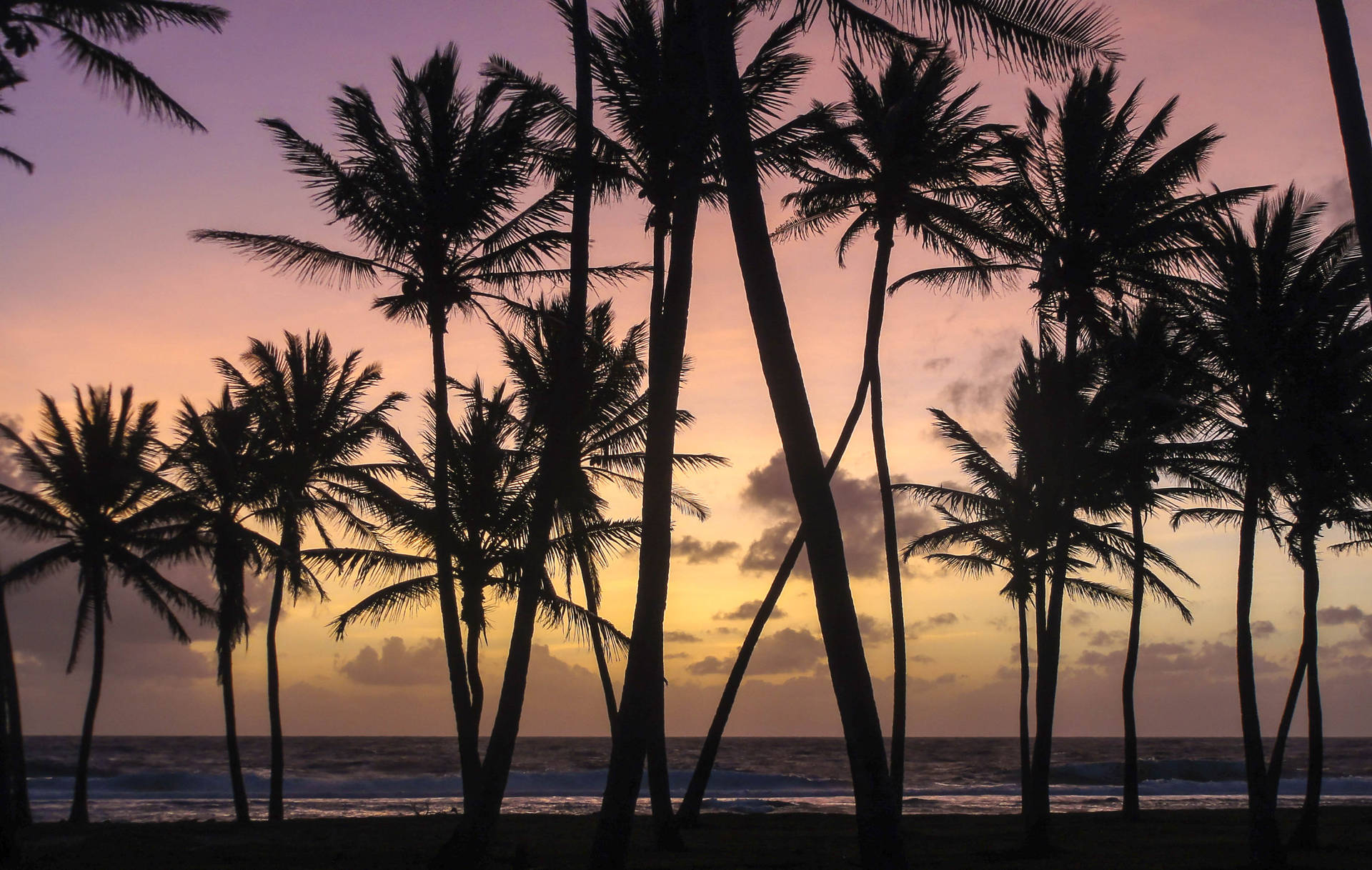 Pine Trees At Sunset In Marshall Islands Wallpaper
