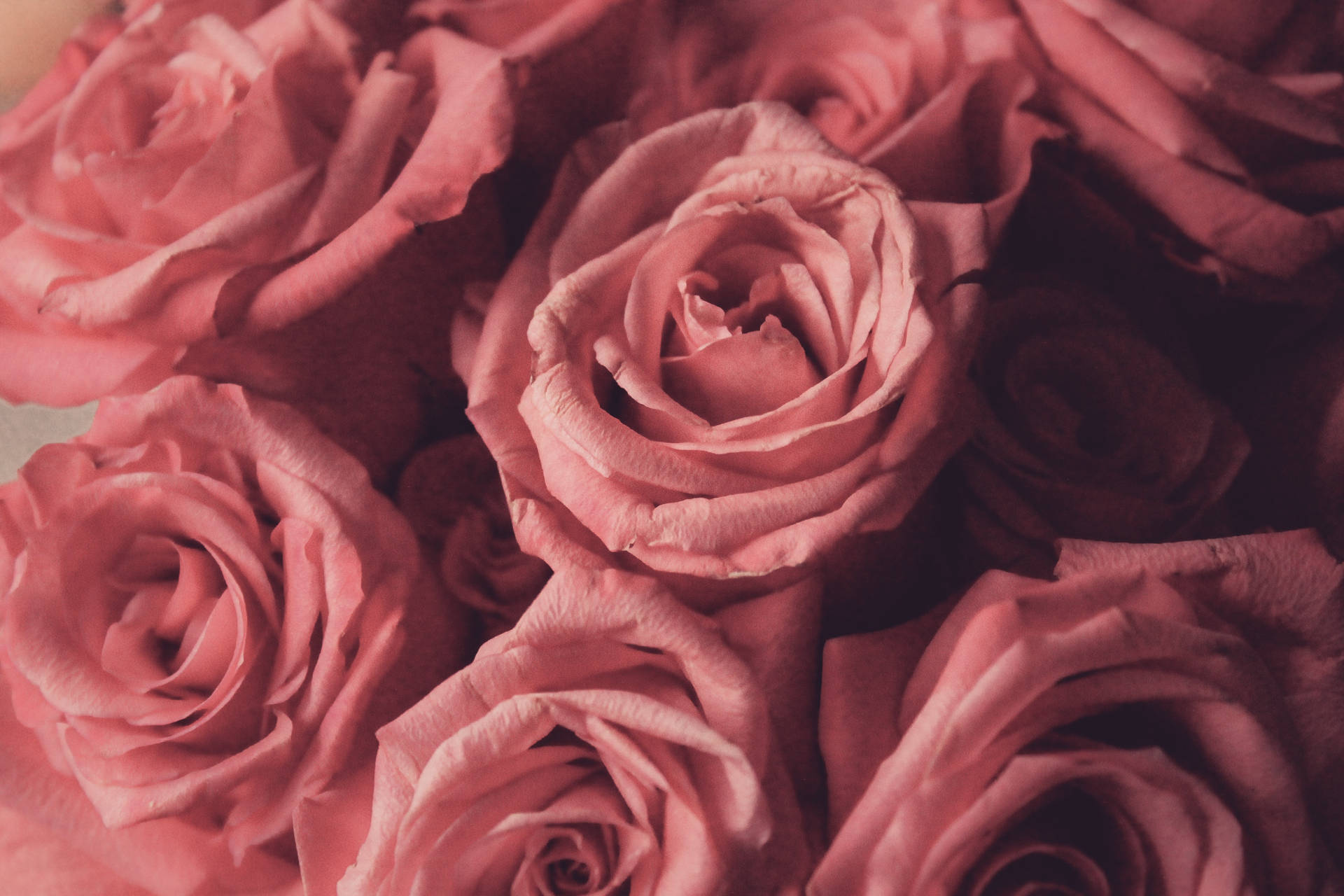"Embrace the Beauty of Pink Flowers Aesthetic in Full Bloom" Wallpaper