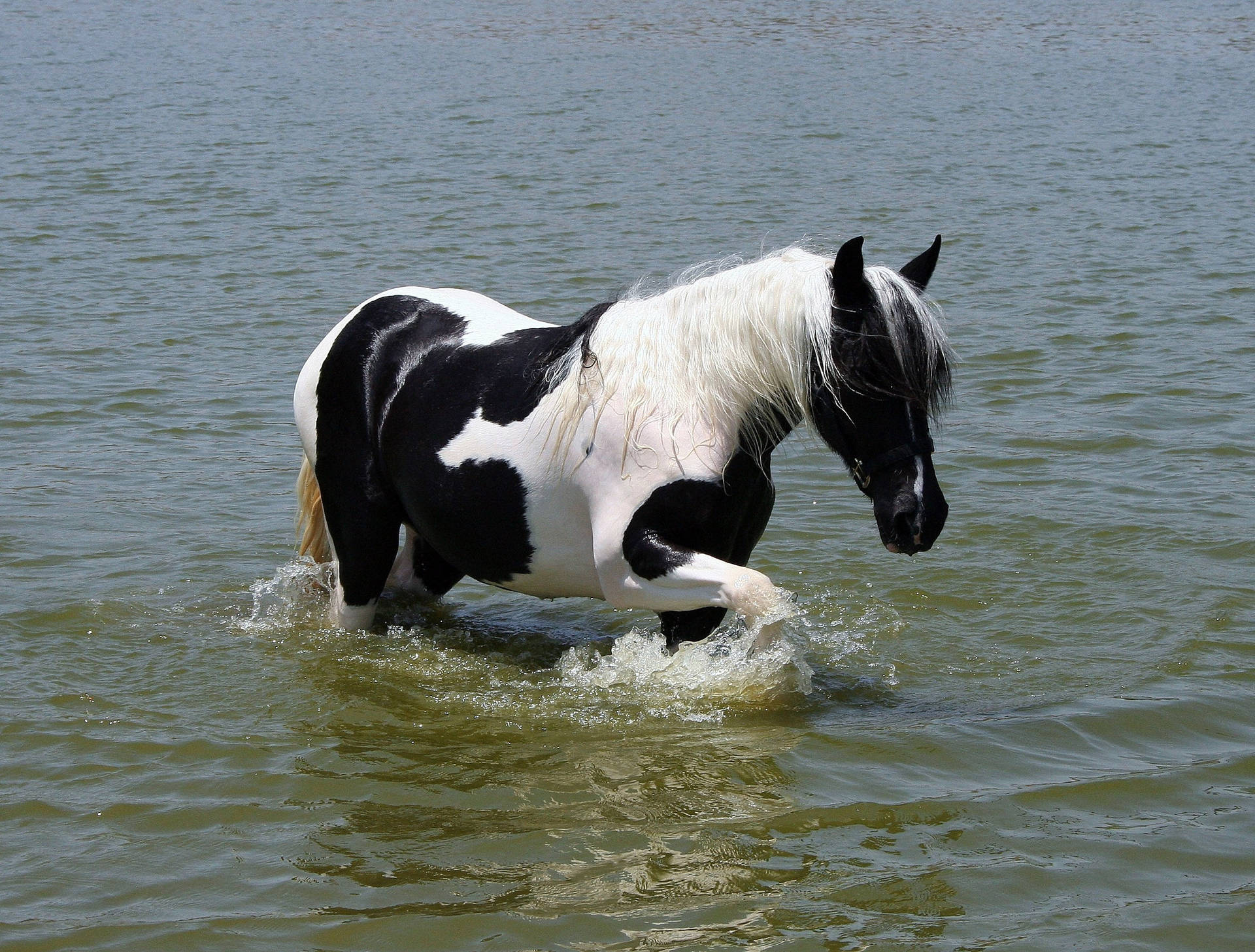 "Resilient Pinto Horse Enjoys a Splash in the Water" Wallpaper