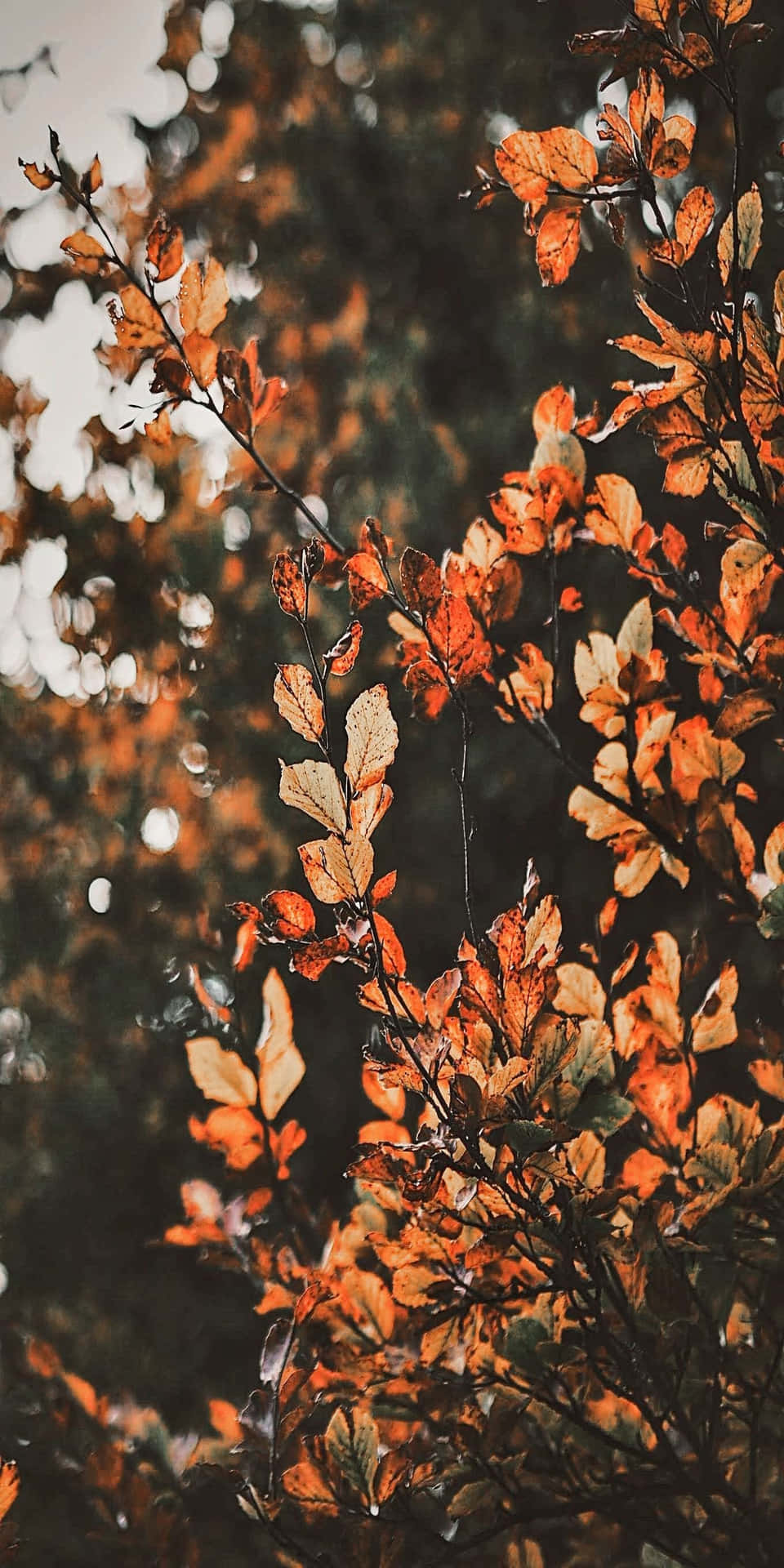 Pixel 3 Fall Orange Leaves With Green Leaves Background
