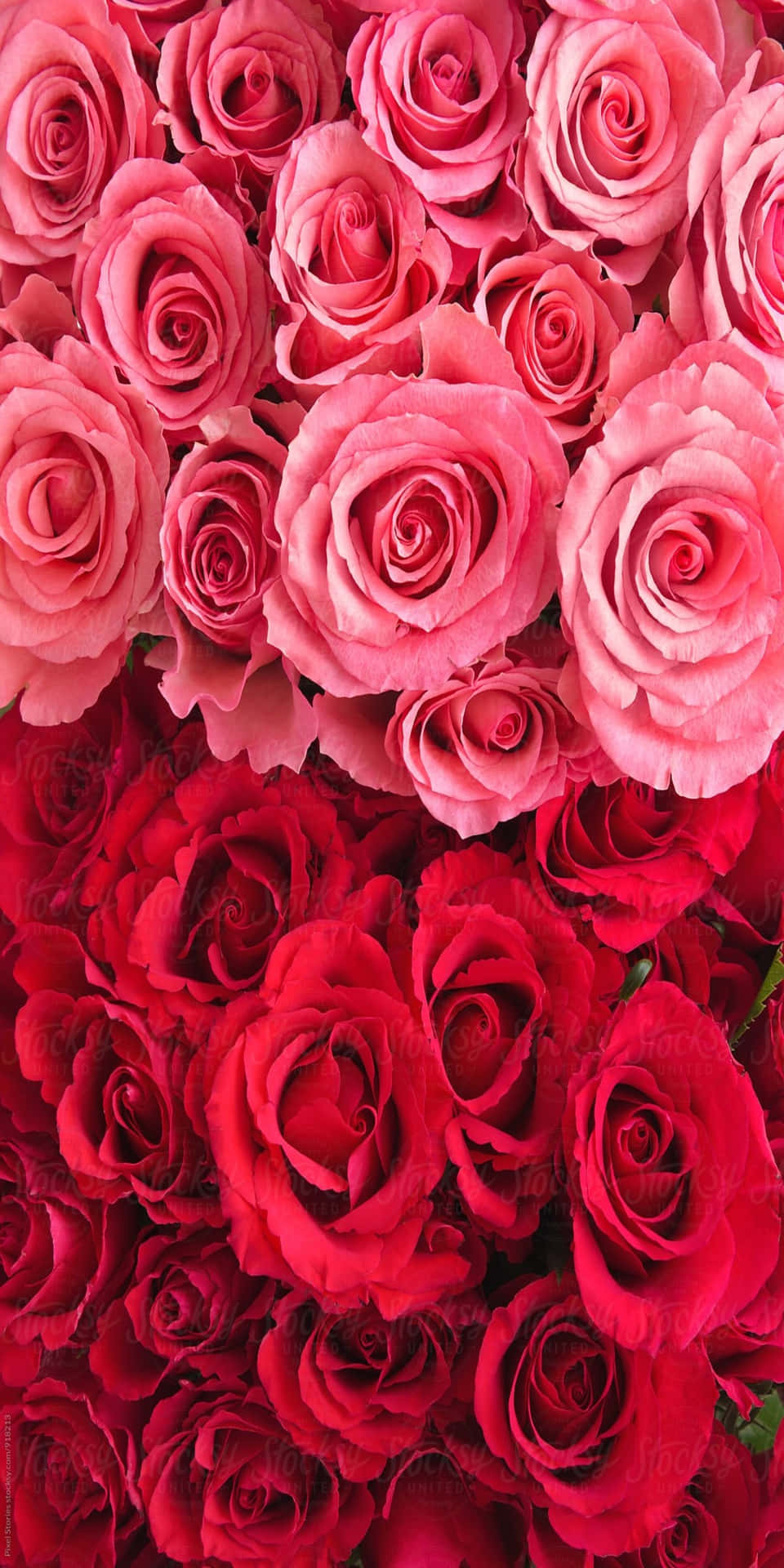 Pixel 3 Bunch Portion Roses Background