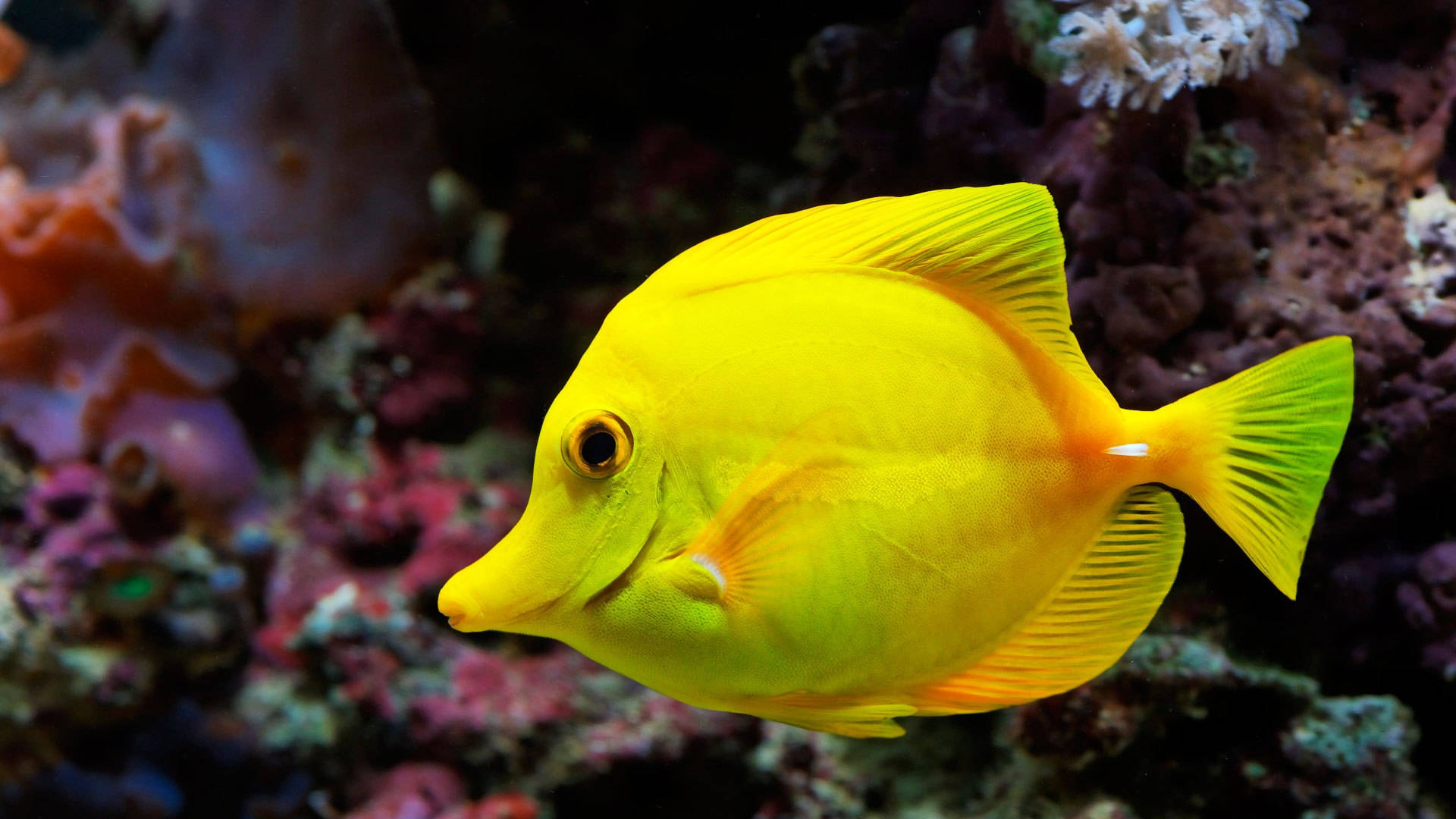 Plain Yellow Cool Fish Wallpaper