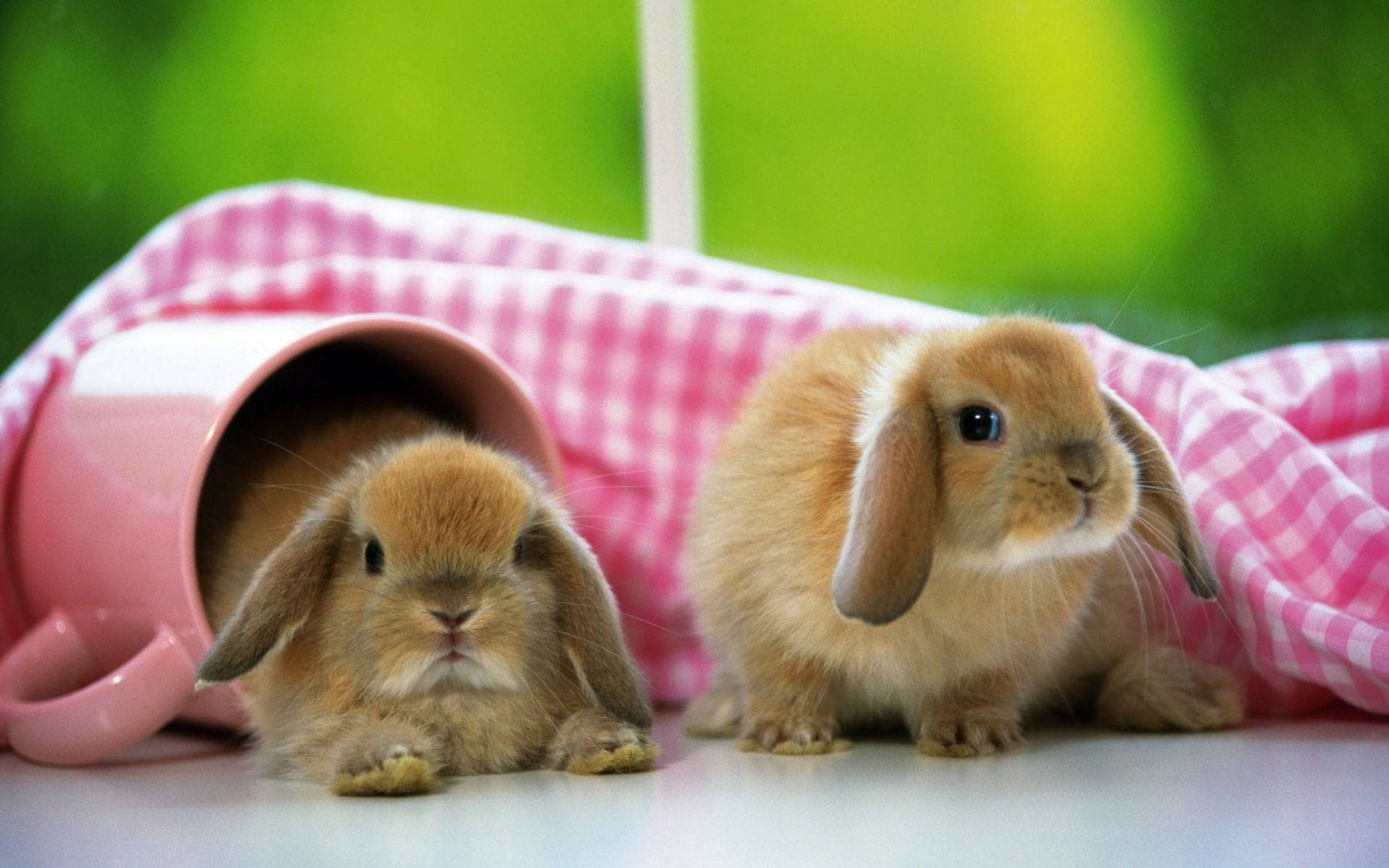 Two Playful Brown Bunnies Basking in the Sun Wallpaper