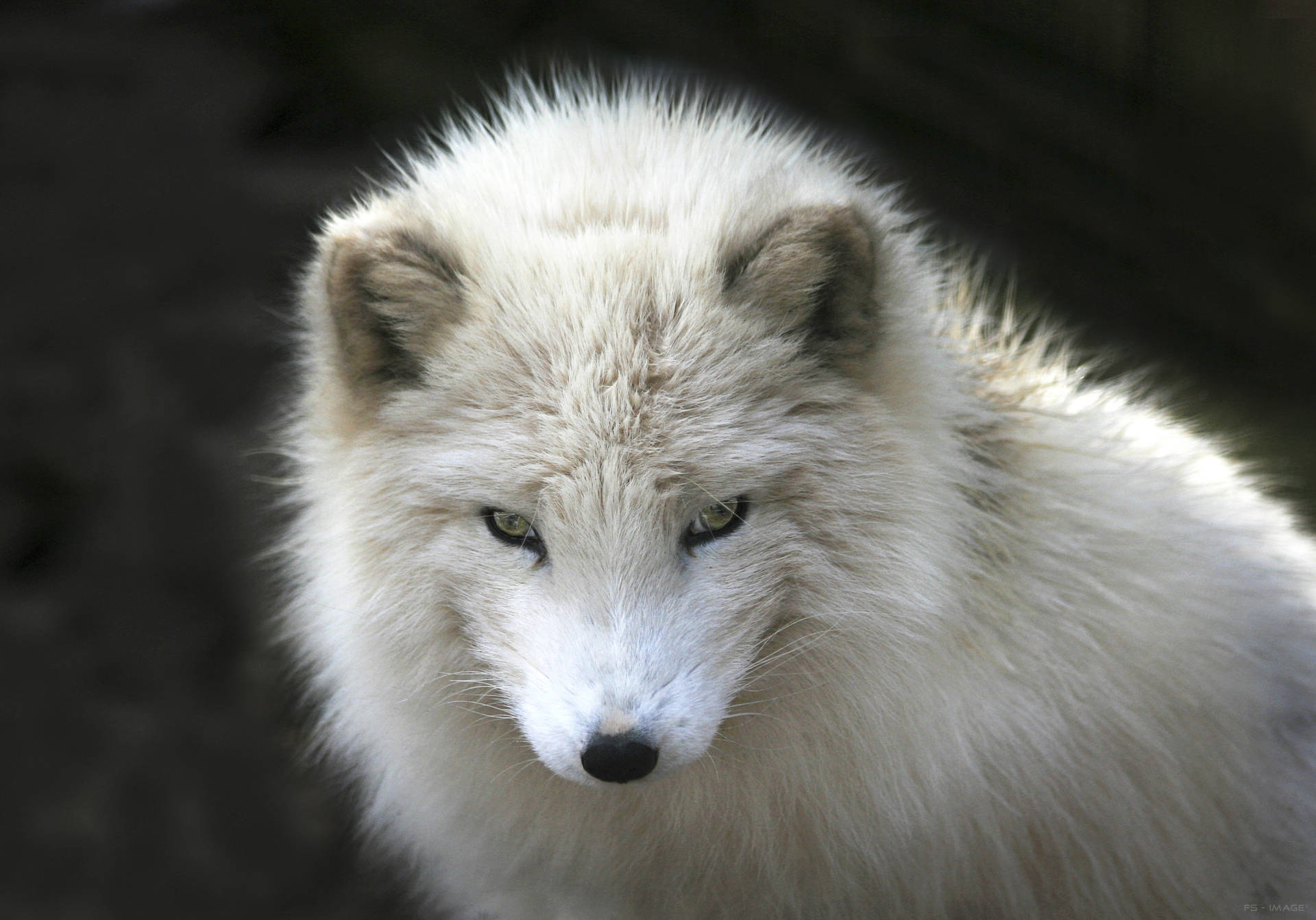 Polar Arctic Fox Closeup Wallpaper