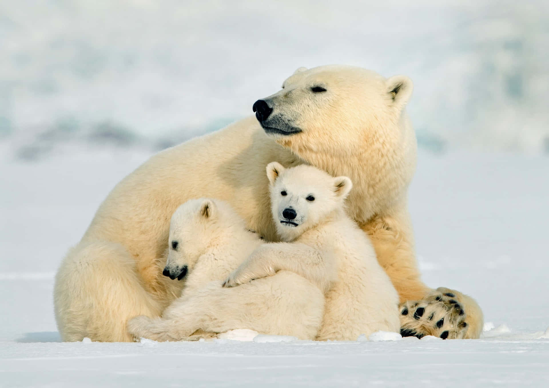 "A Curious Polar Bear Exploring Its Arctic Territory"