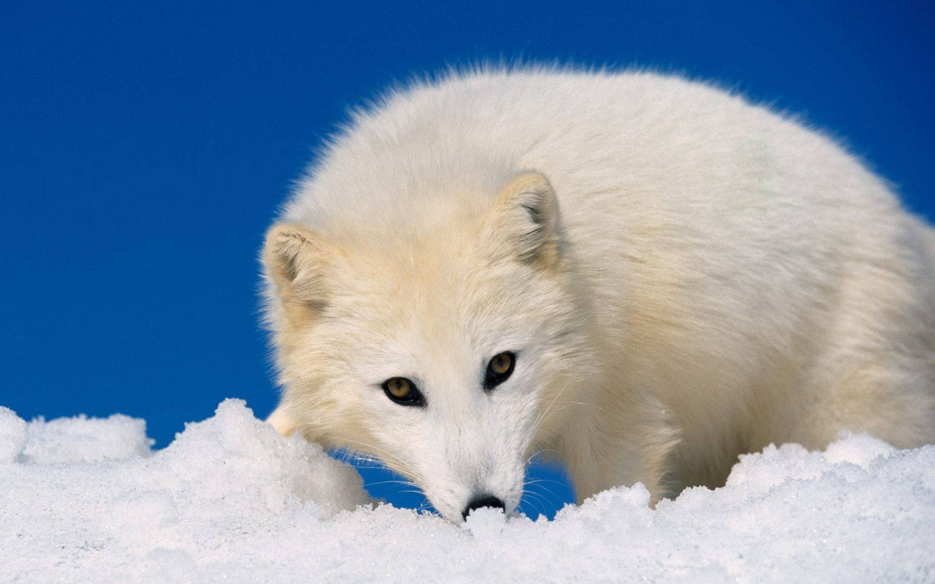 Polar Mammal Arctic Fox Wallpaper