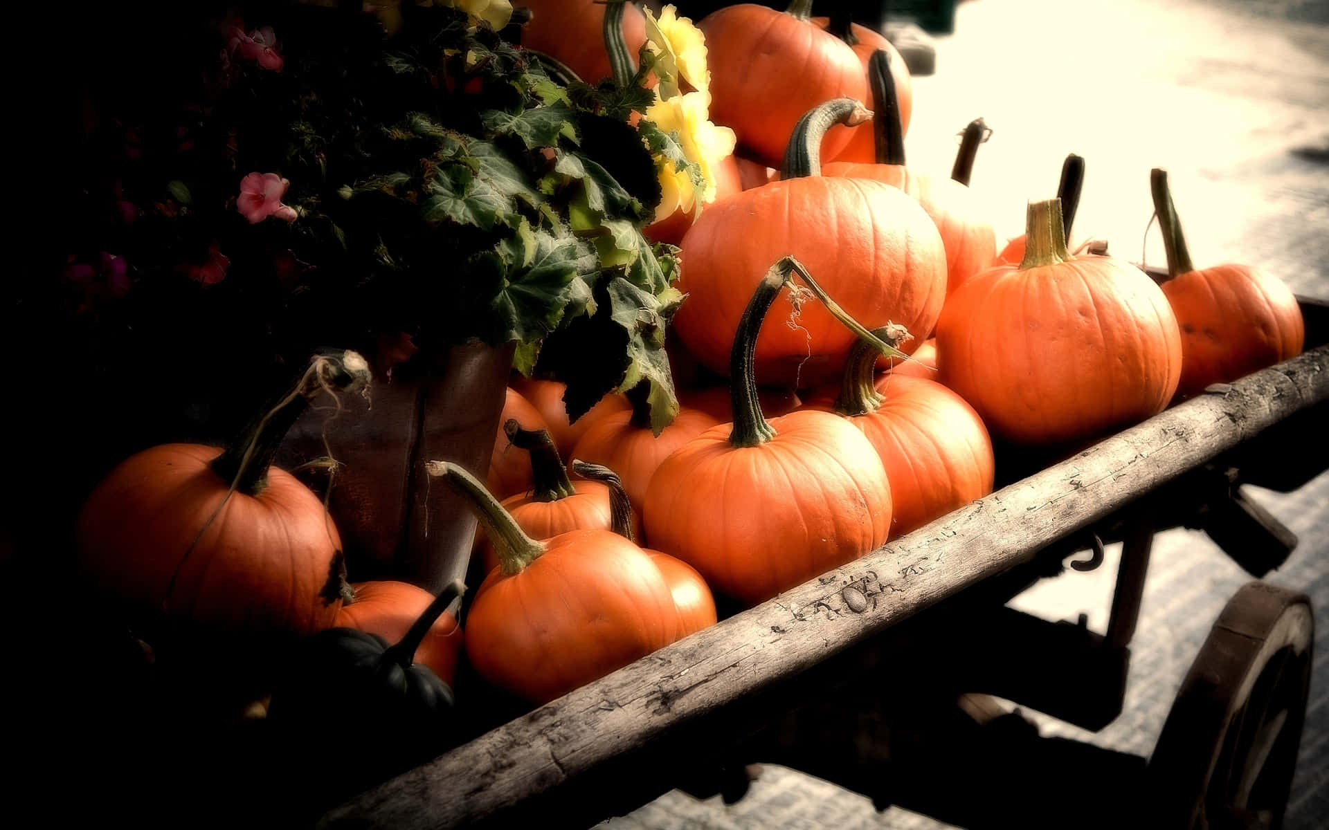 Celebrate Fall with a Delightfully Delicious Pumpkin