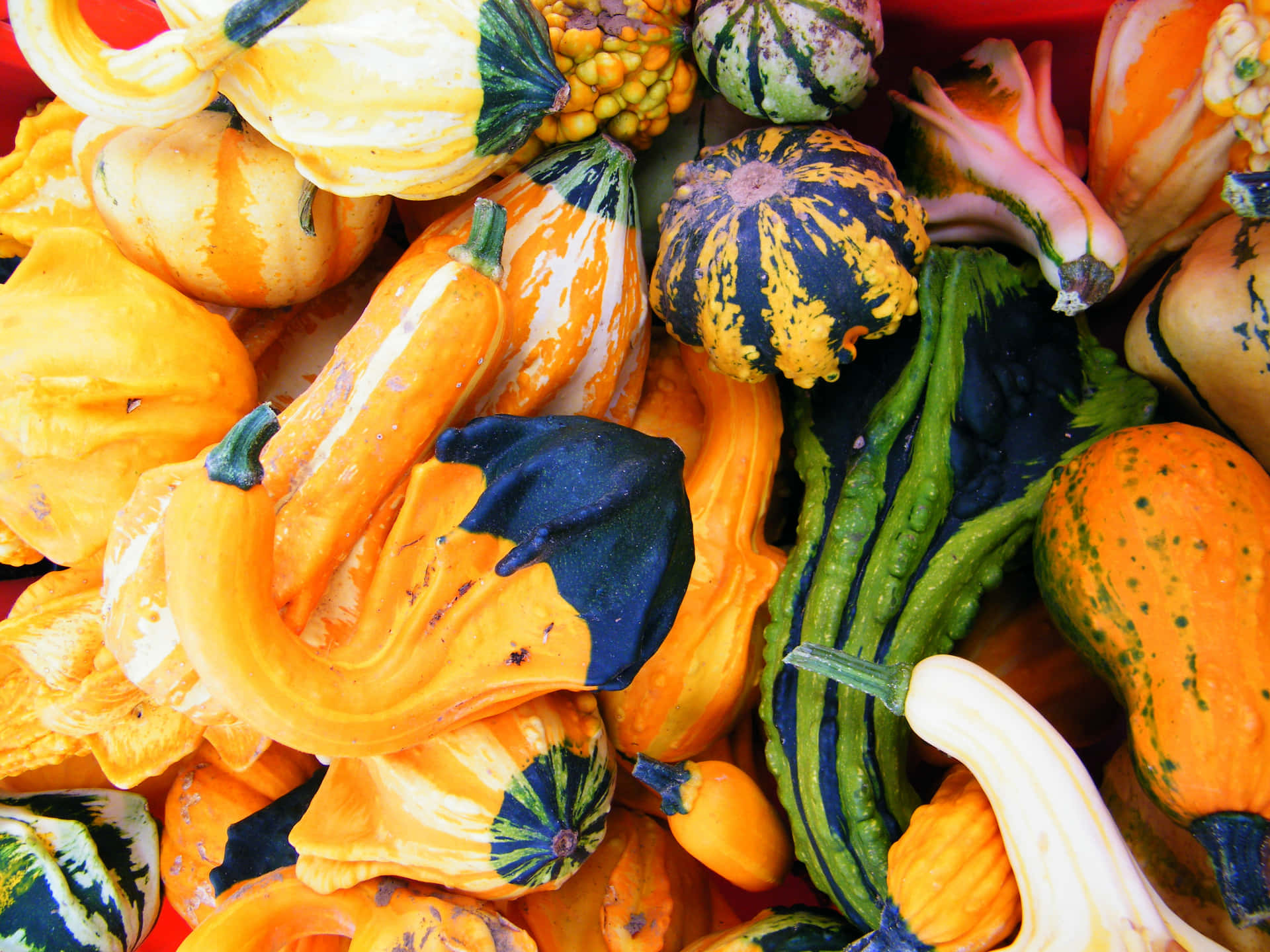 Colorful pumpkin-themed background.