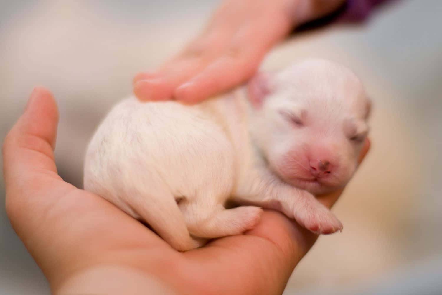 Newborn Puppy Picture
