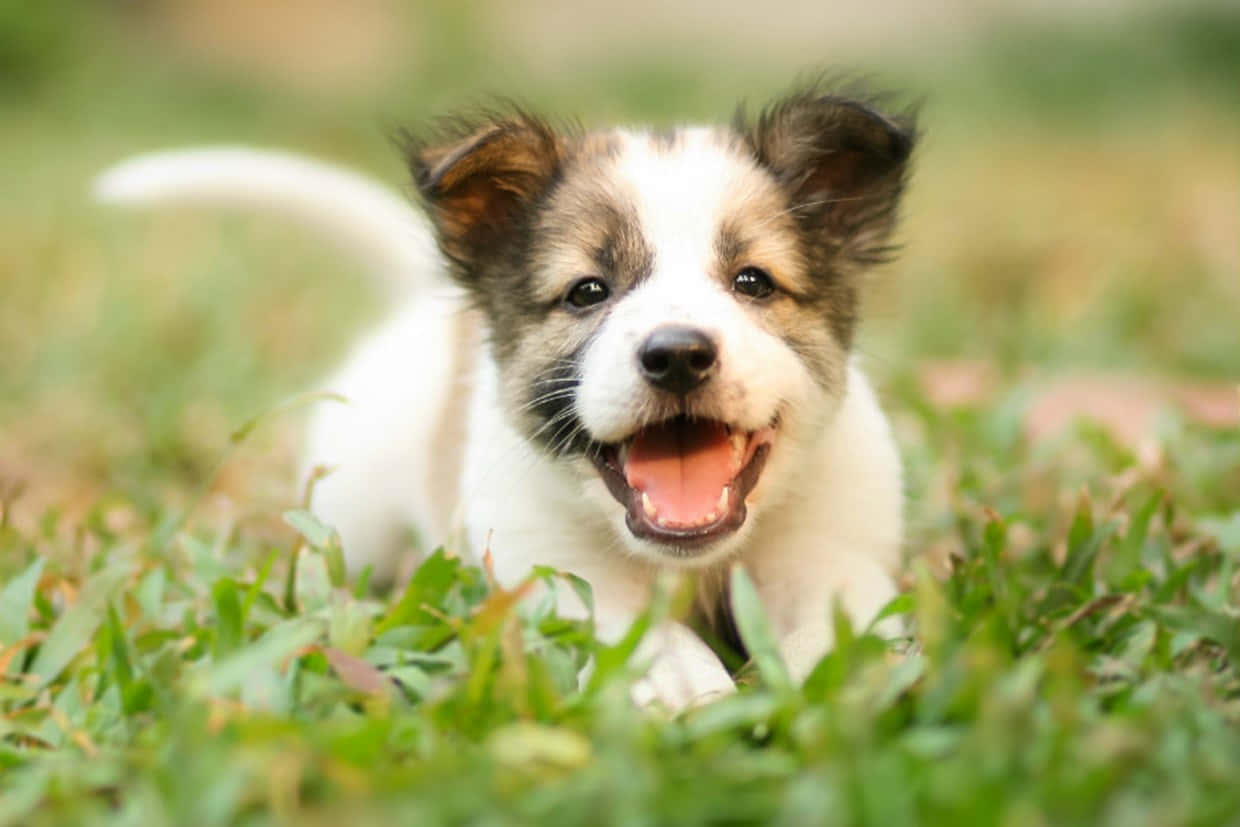 Playful Puppy Picture