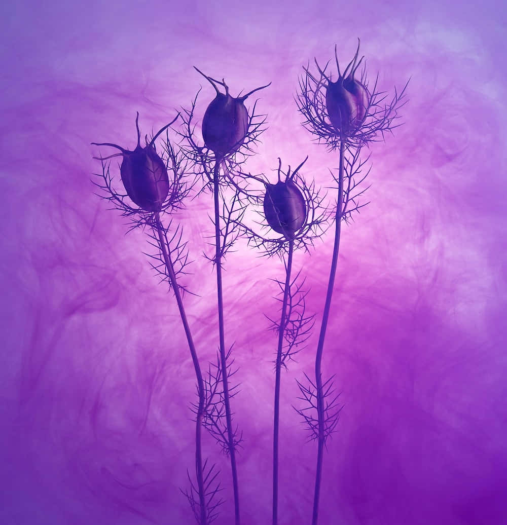 Purple Aesthetic Art Of Thorny Roses Picture