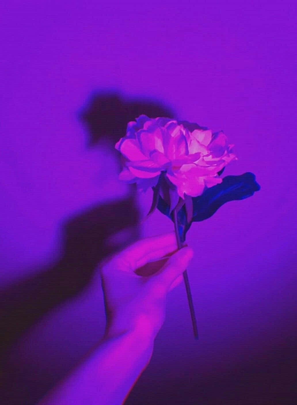 Purple Aesthetic Hand Holding Rose Picture