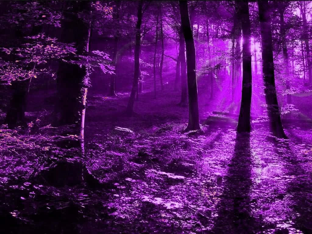 Purple Aesthetic Forest At Night Picture