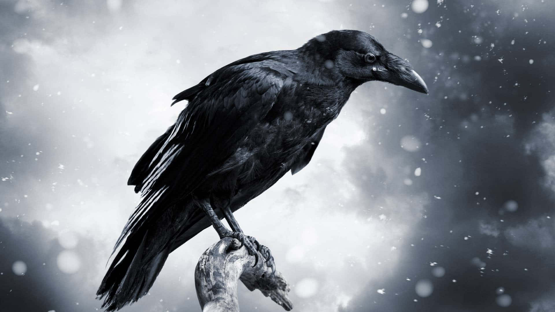 “A mysterious raven perched high in a tree, watching the world go by.”
