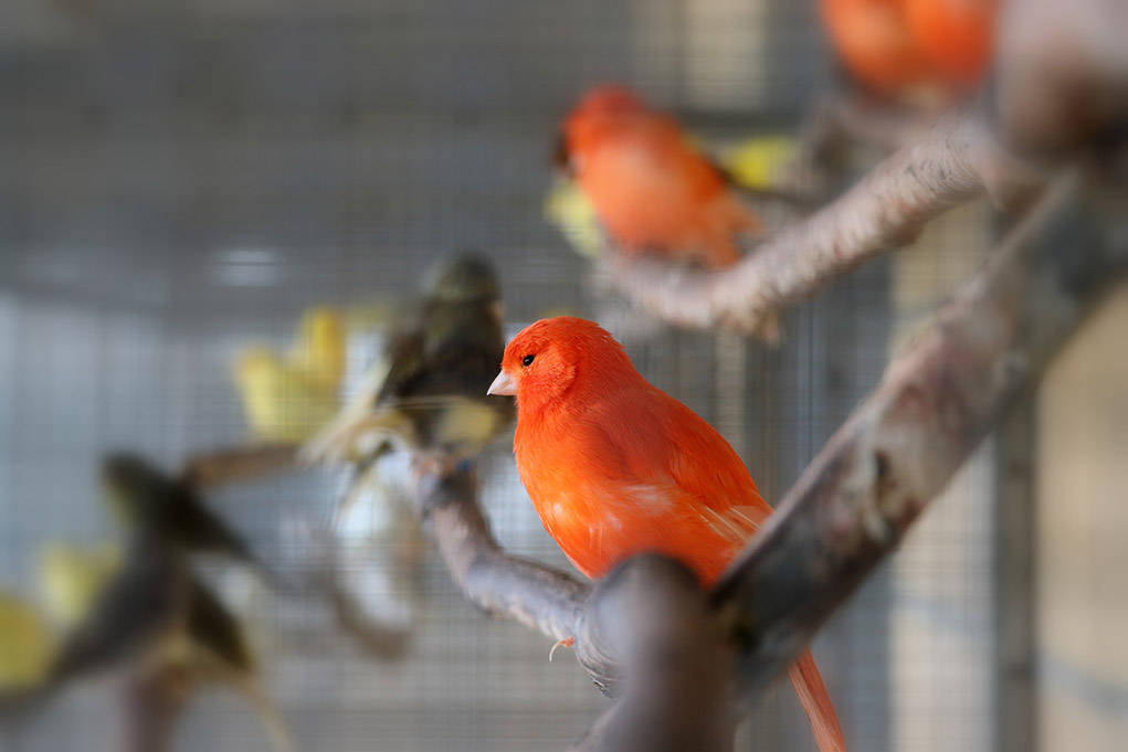 Red Factor Canary Bird In Focus Wallpaper