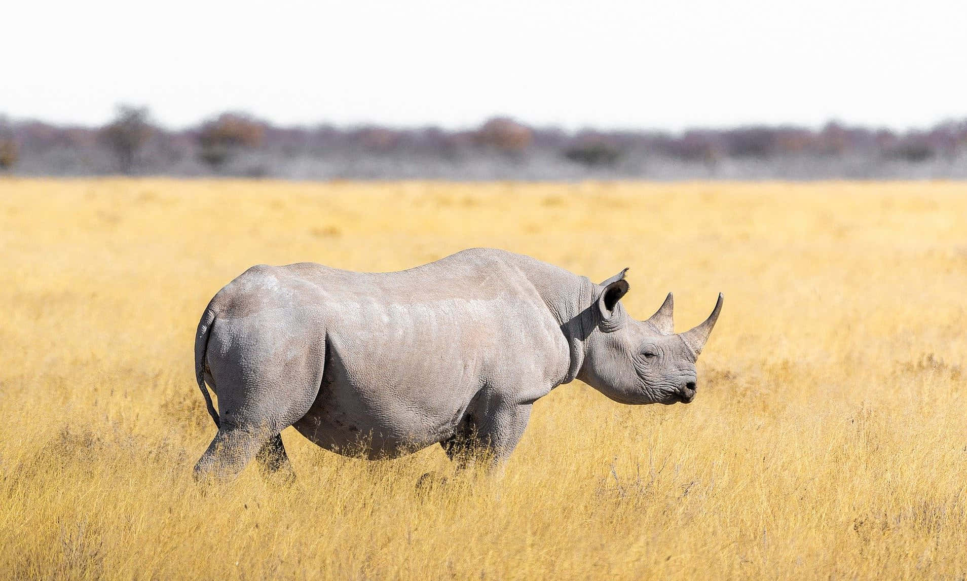 A Rhino In The Grass