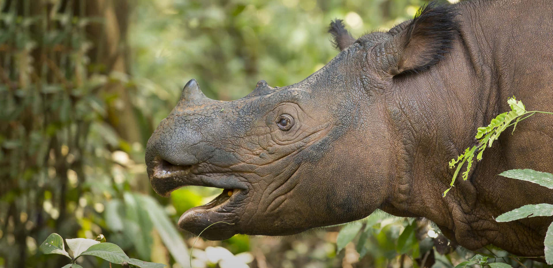 A rhinoceros leisurely walks through the plains of Africa.