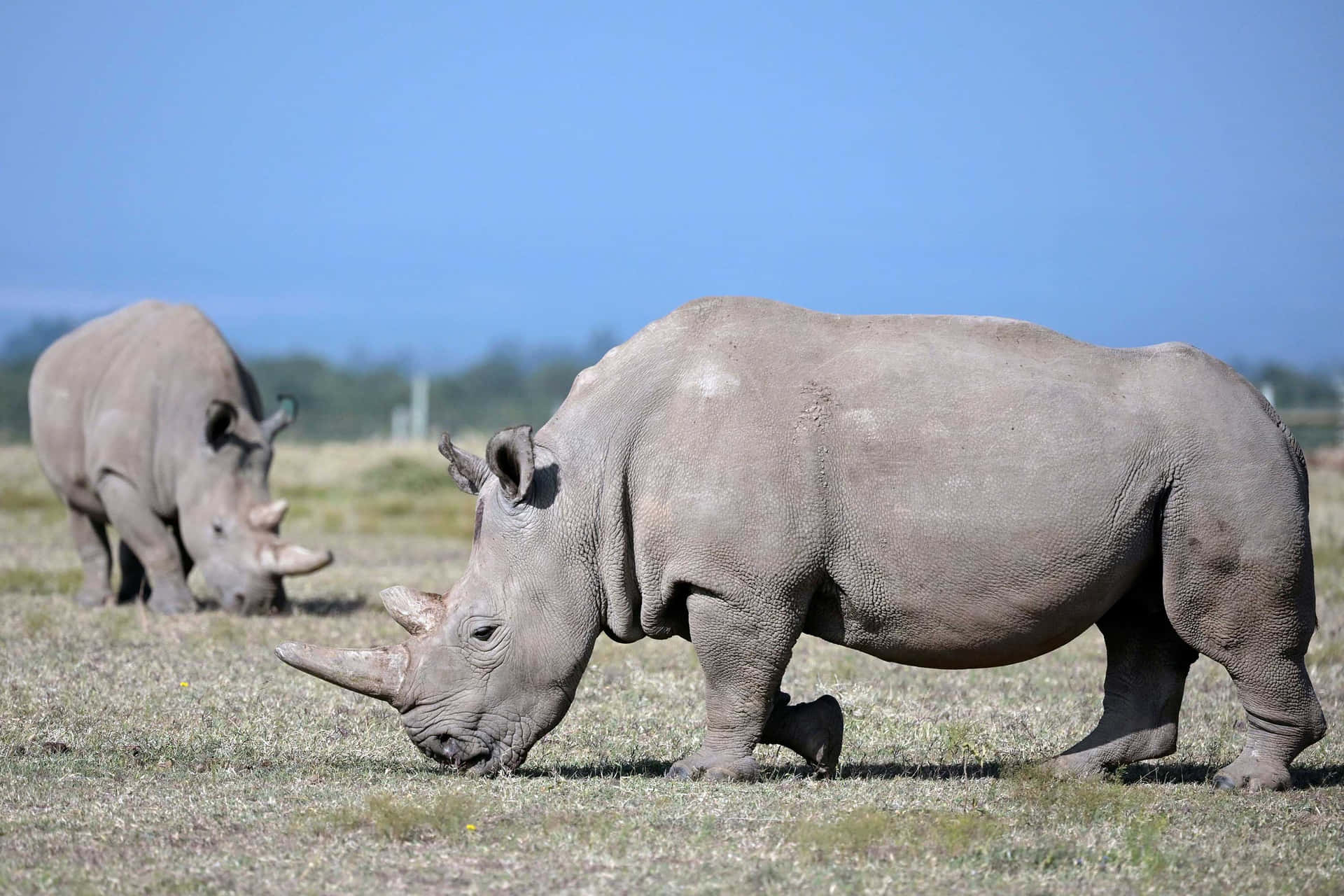 One of Nature's Greatest Creations - The Rhinoceros