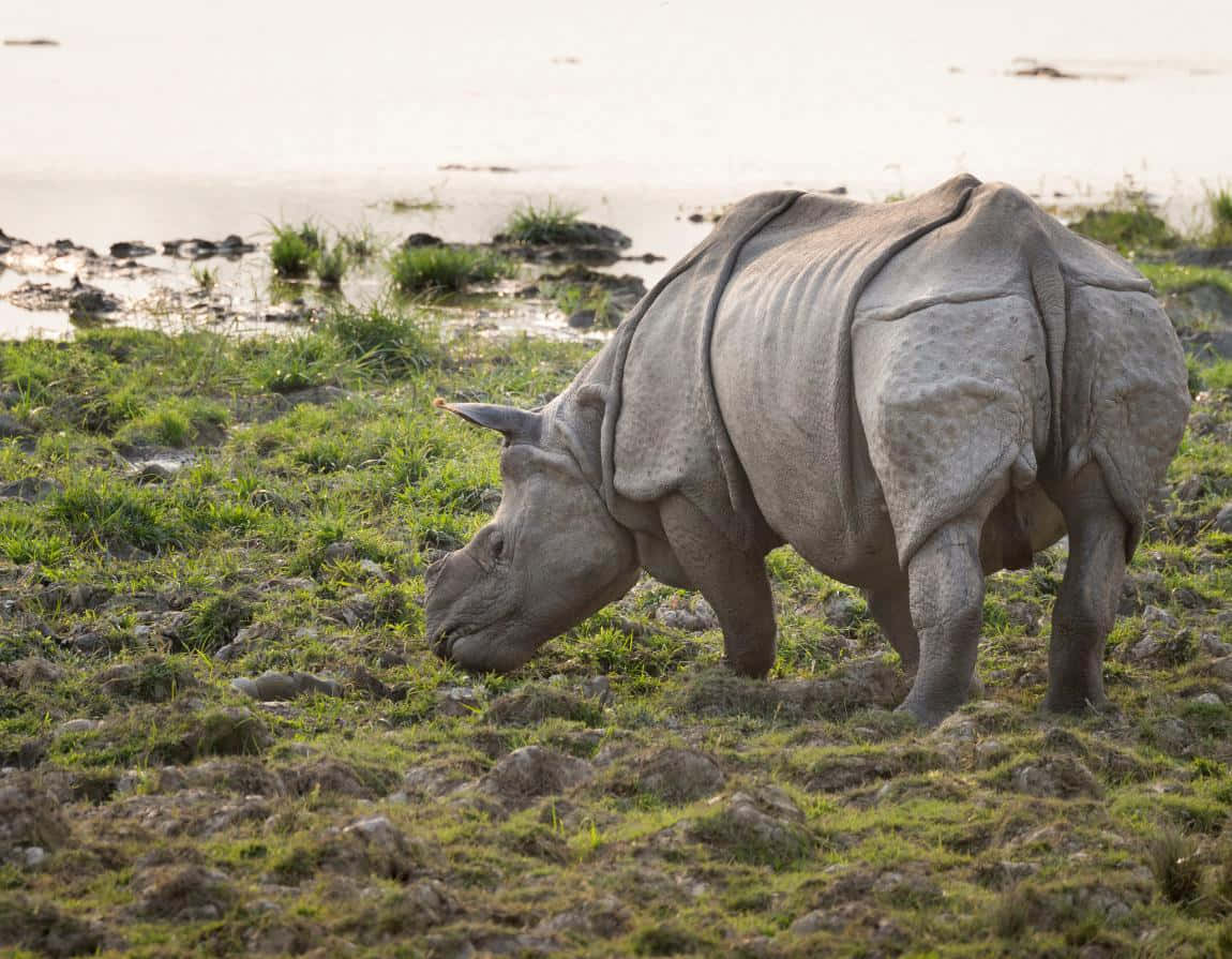 A Majestic Rhinoceros in Its Natural Habitat