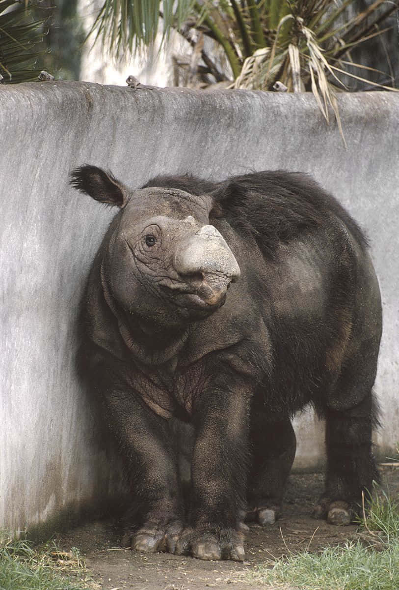 A close-up of a Rhinoceros