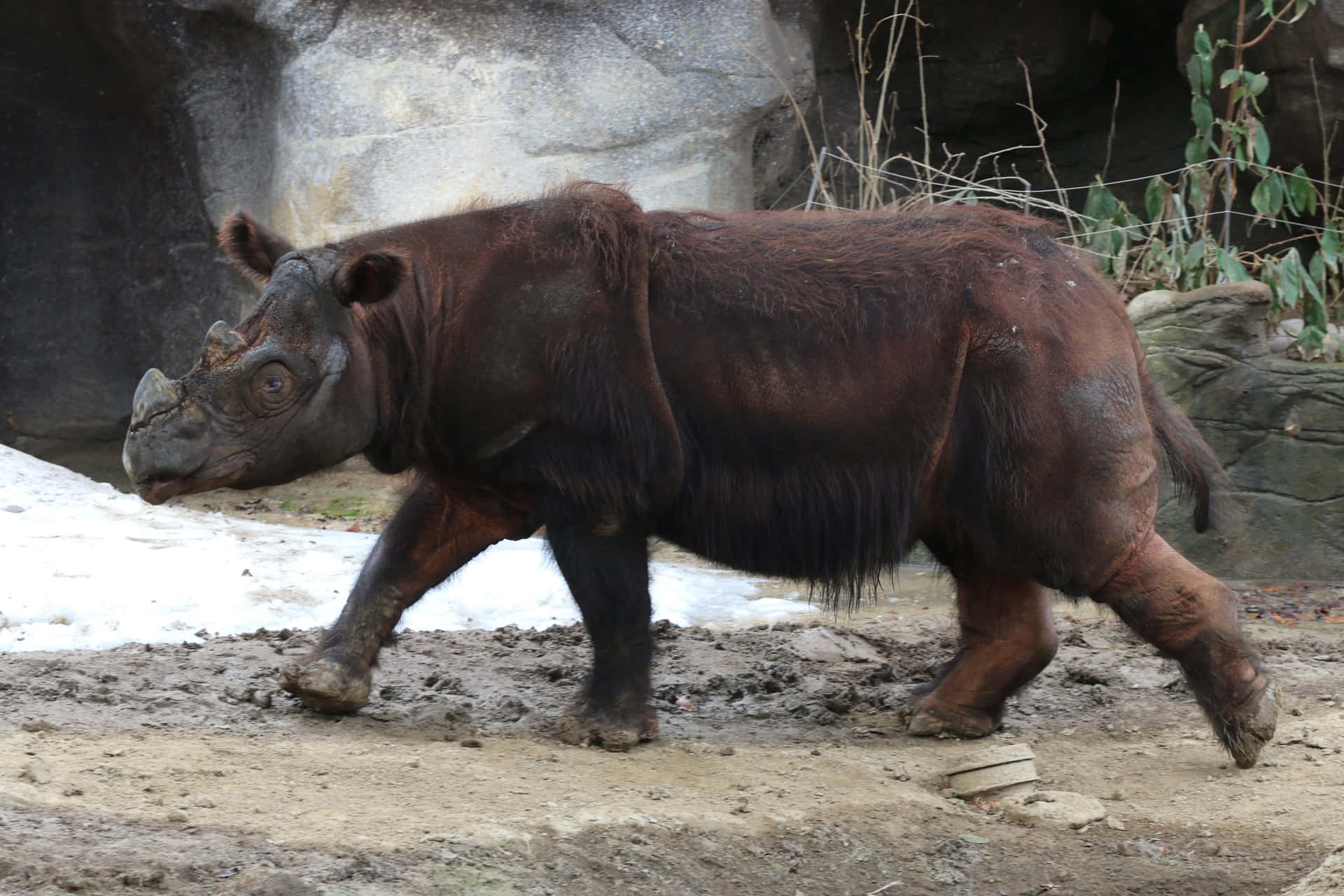 A Rhinoceros standing in profile