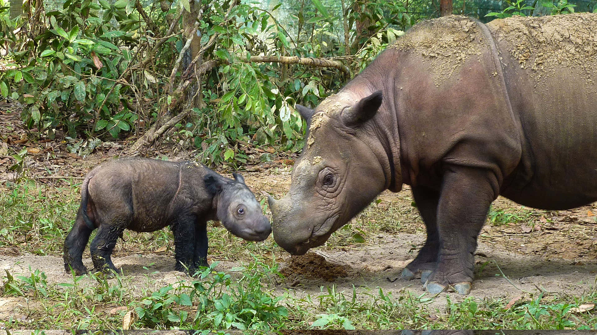 "A Rhinoceros in its Natural Habitat"