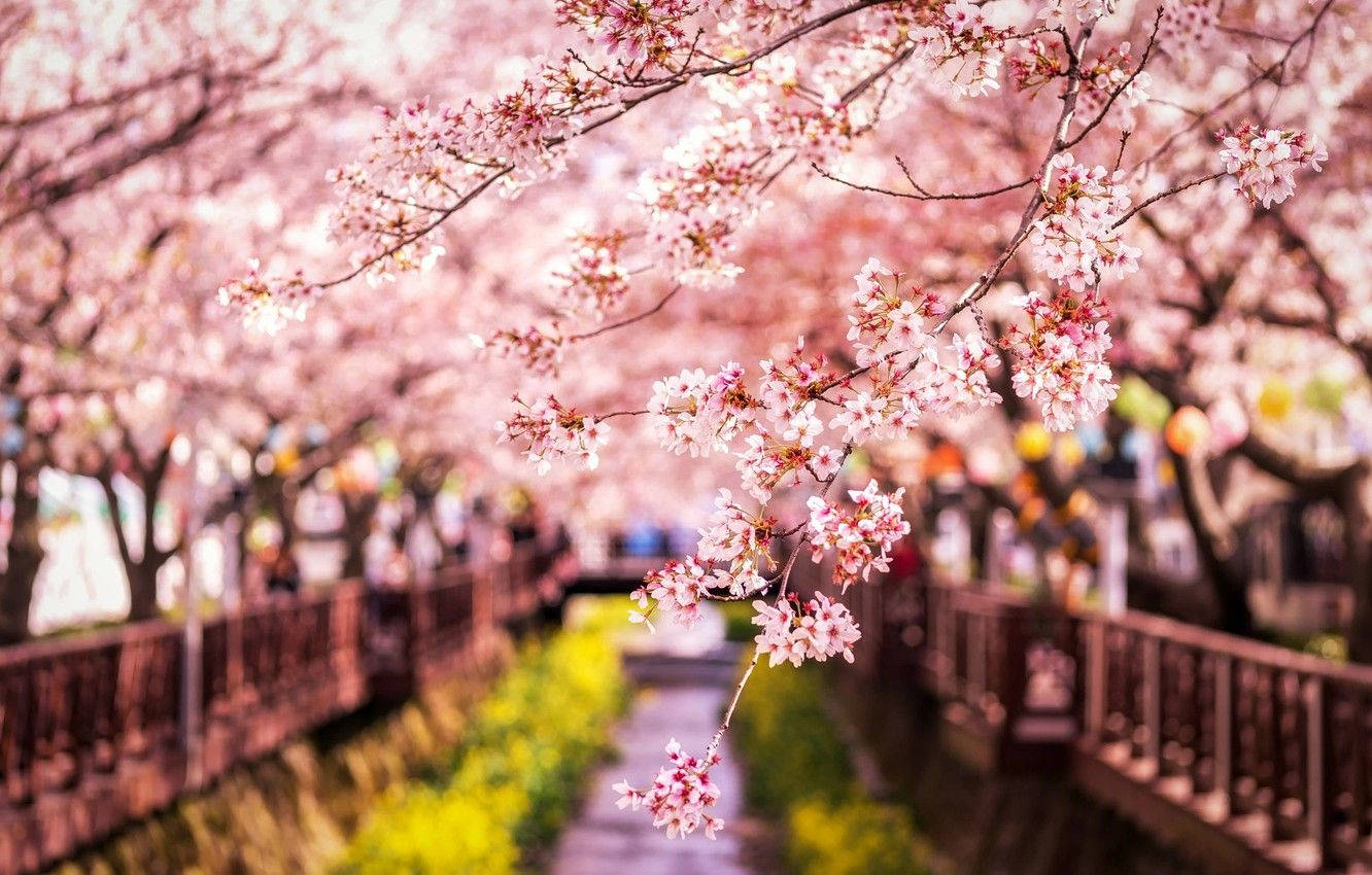 Beautiful pink sakura blooming on a city balcony. Wallpaper