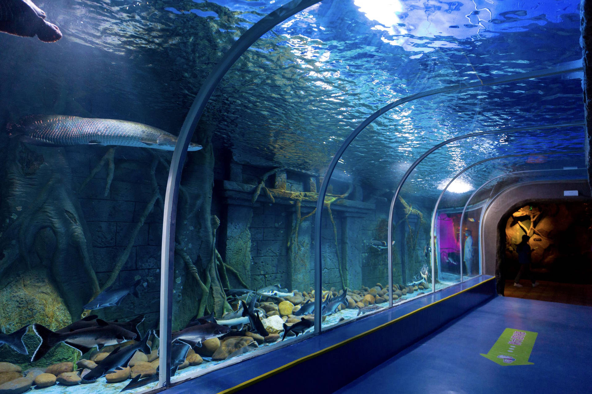 Shenzhen Dream Aquarium Wallpaper
