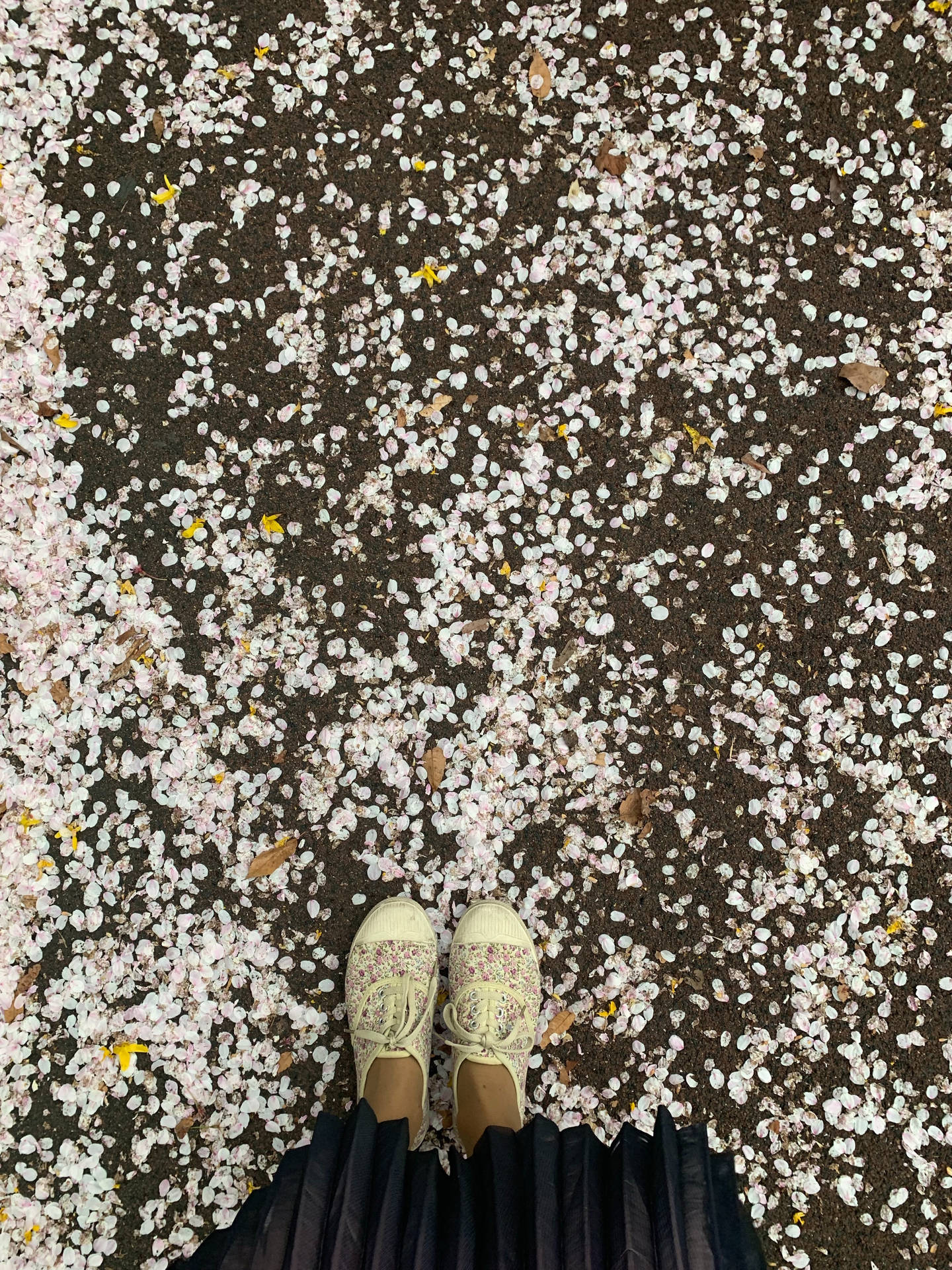 Shoes On Fallen Sakura Wallpaper