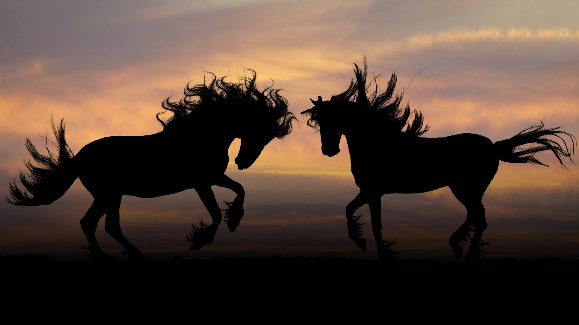 Silhouette Of Majestic Beautiful Horses Wallpaper