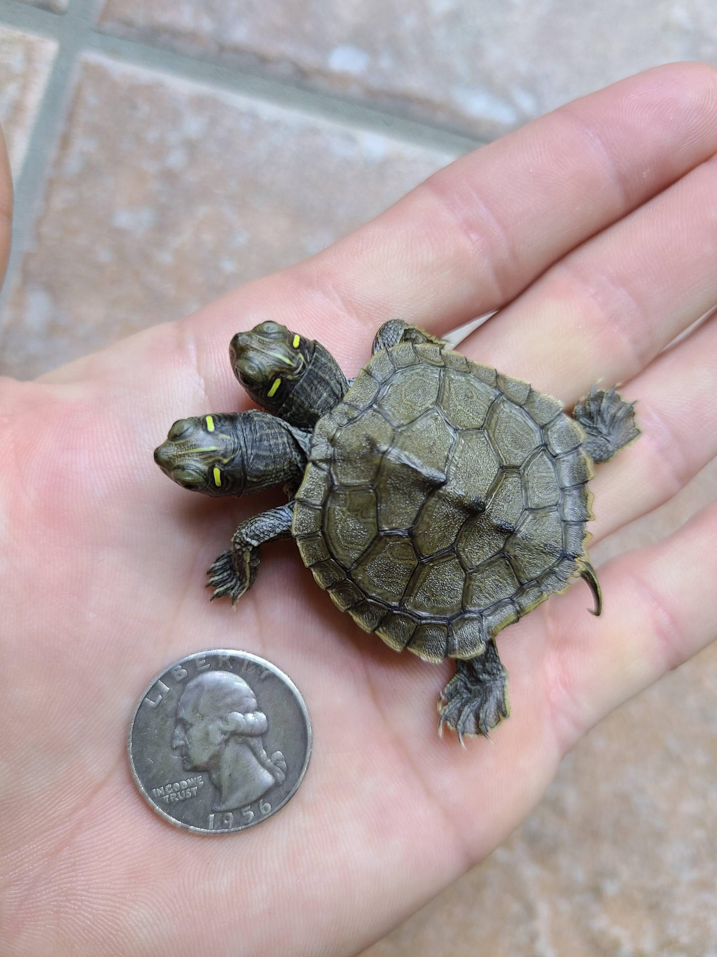 Size Of Two-headed False Map Turtle Wallpaper