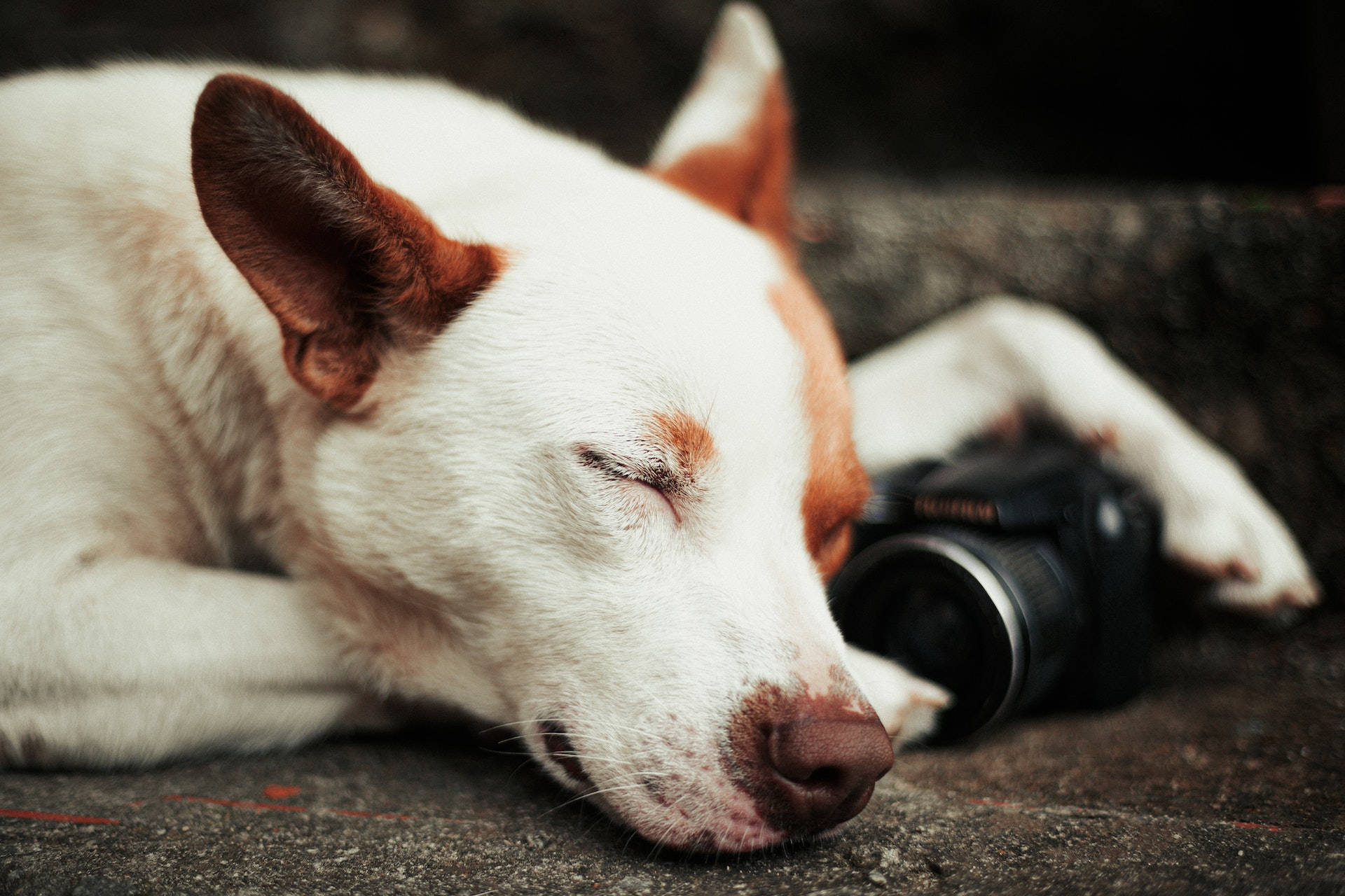 Sleeping Dog Holding A Camera Wallpaper