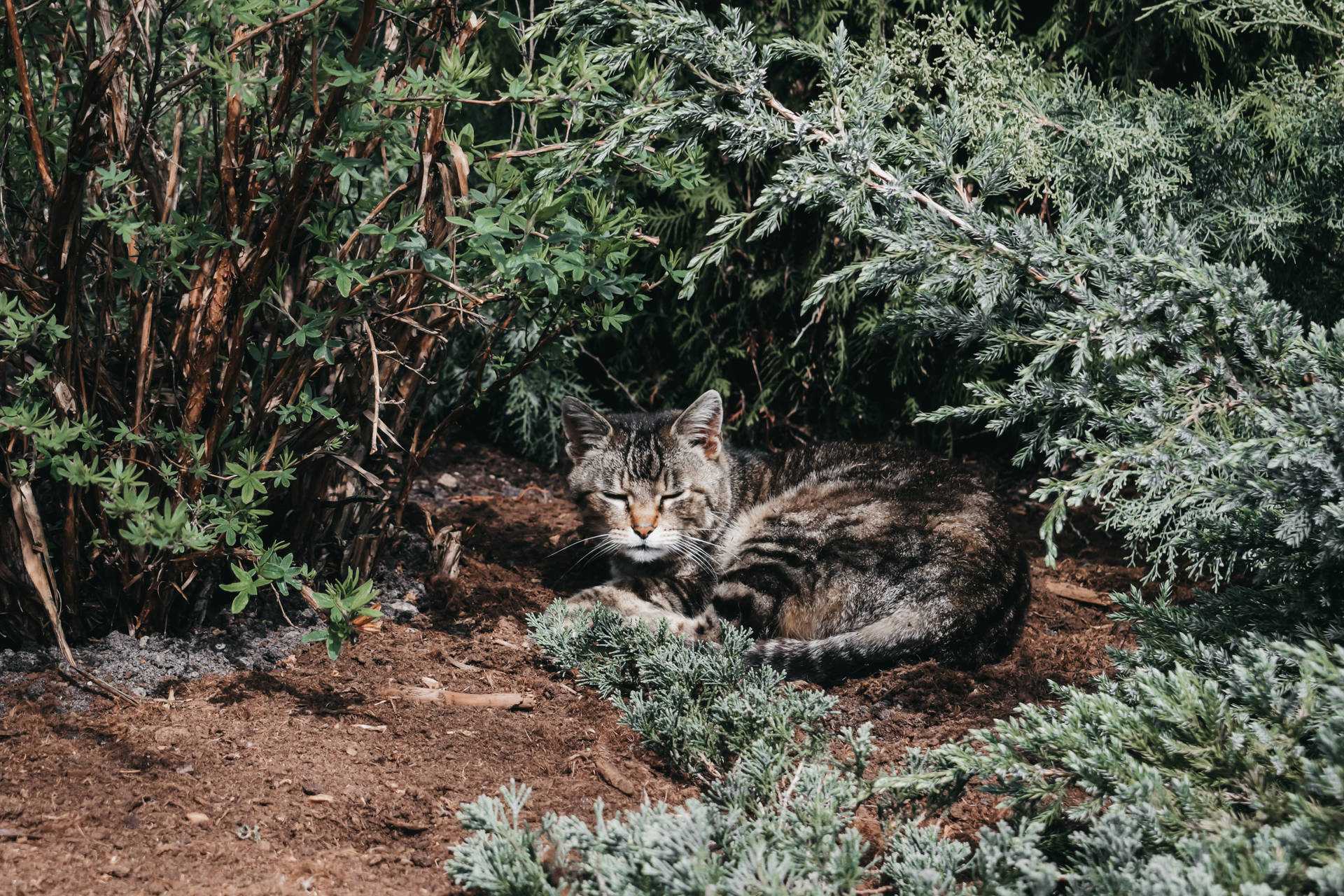 Sleeping Tabby Cat In Forest In Lithuania Wallpaper