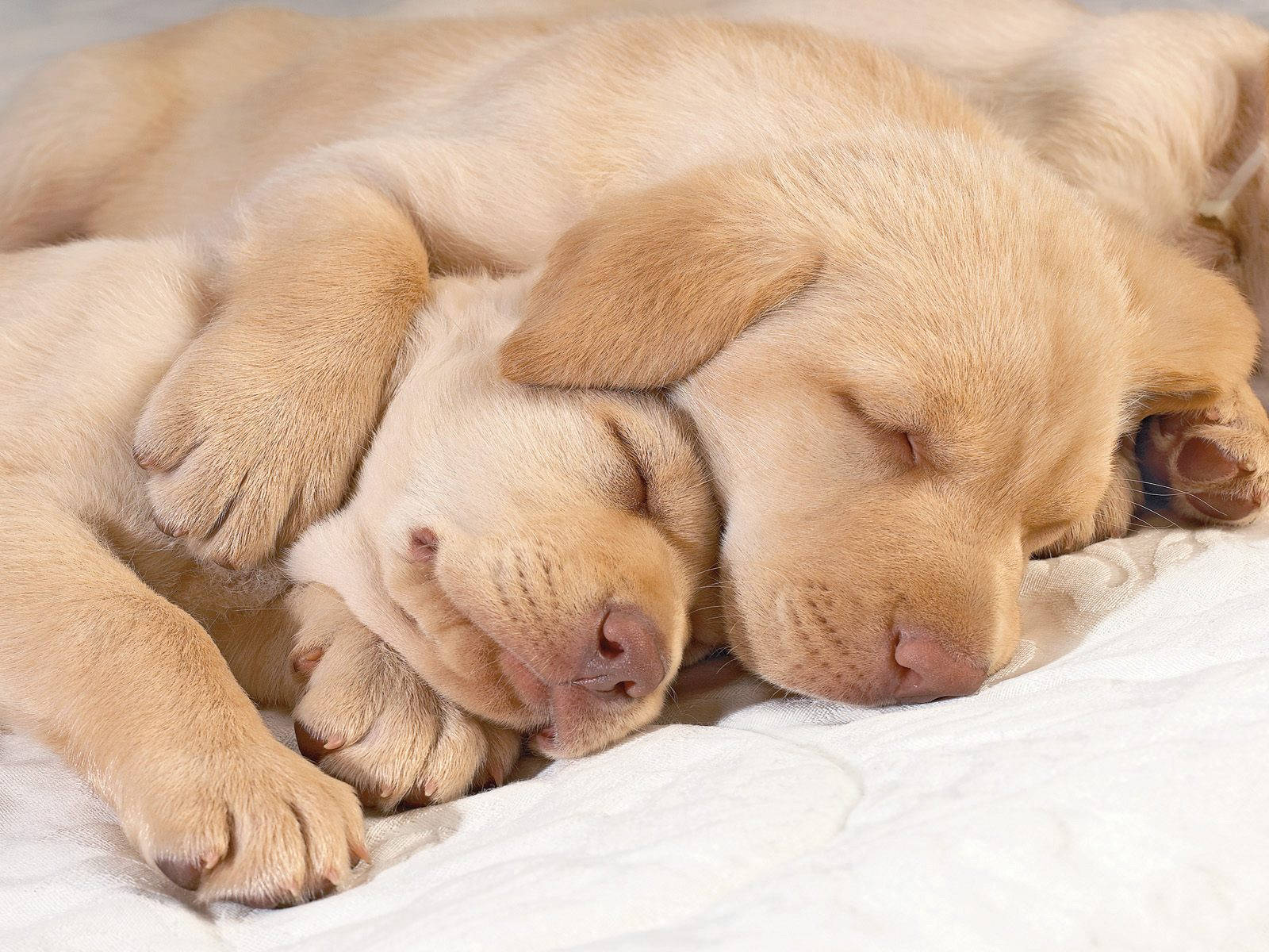 Sleeping Two Labrador Dogs Wallpaper