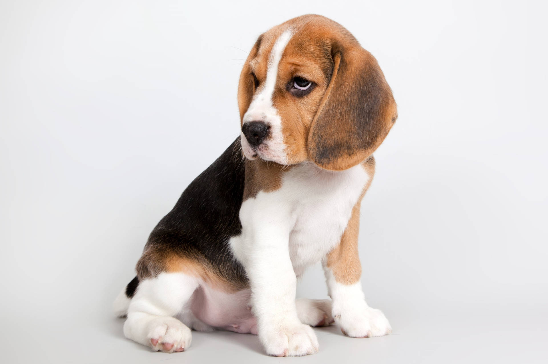 Sleepy Beagle Dog Wallpaper