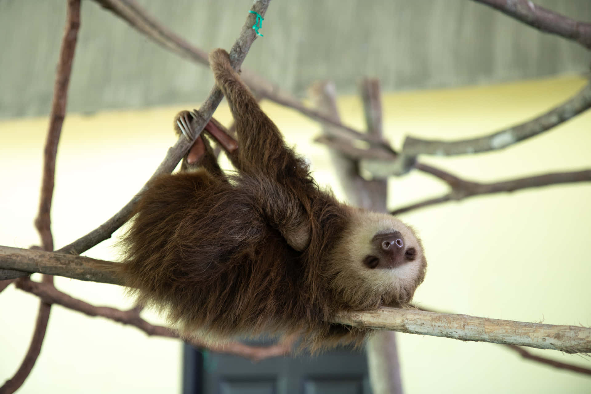 A Sloth Hanging On A Branch