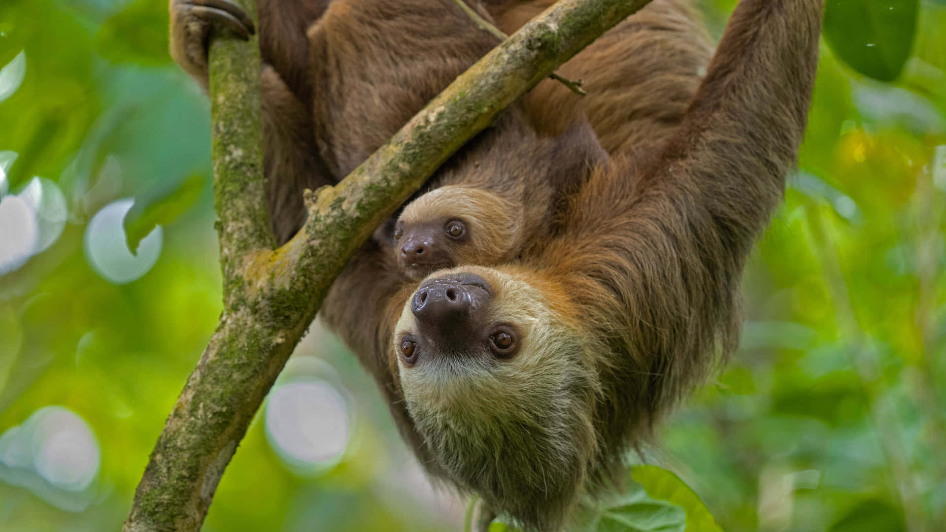 This sloth takes it easy