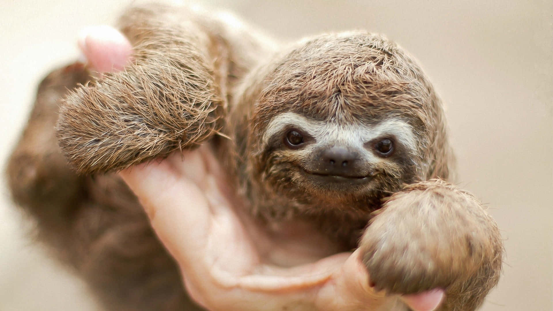 Slink Slowly With an Adorable Sloth