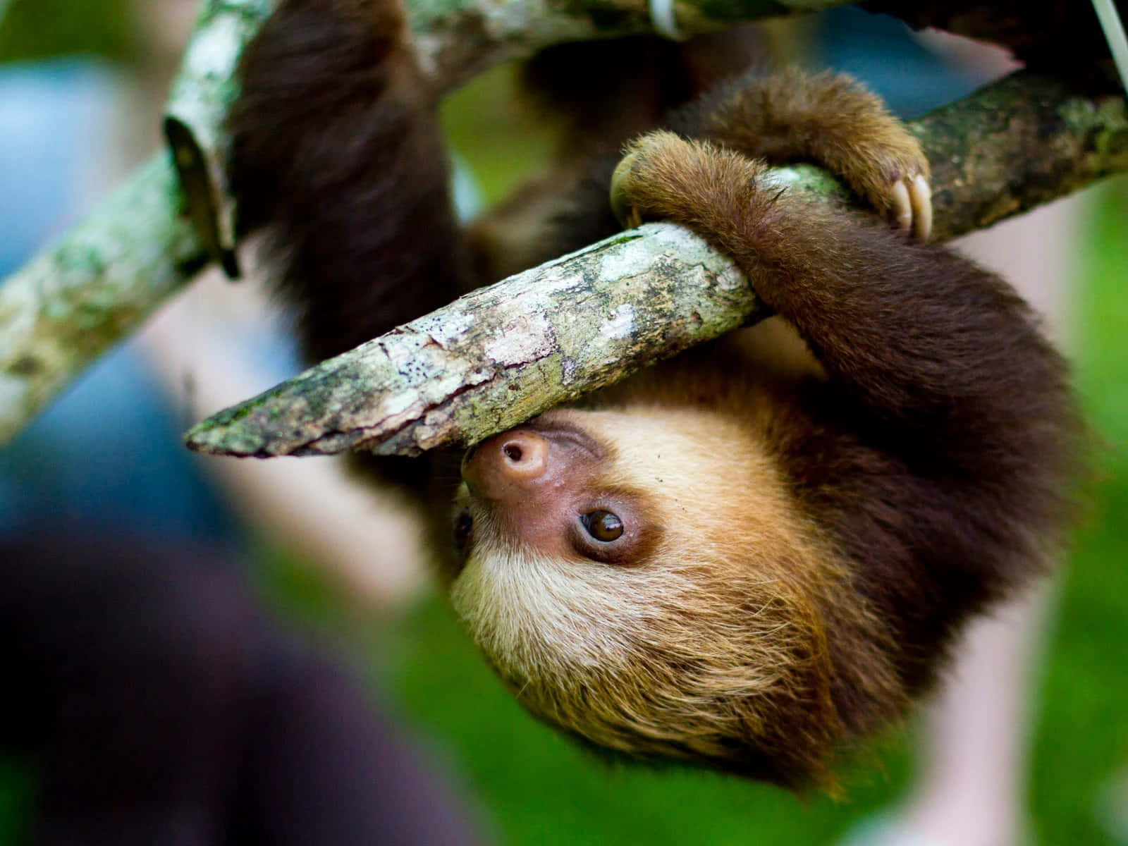 Enjoy The Joys Of Life, Just Like This Sloth