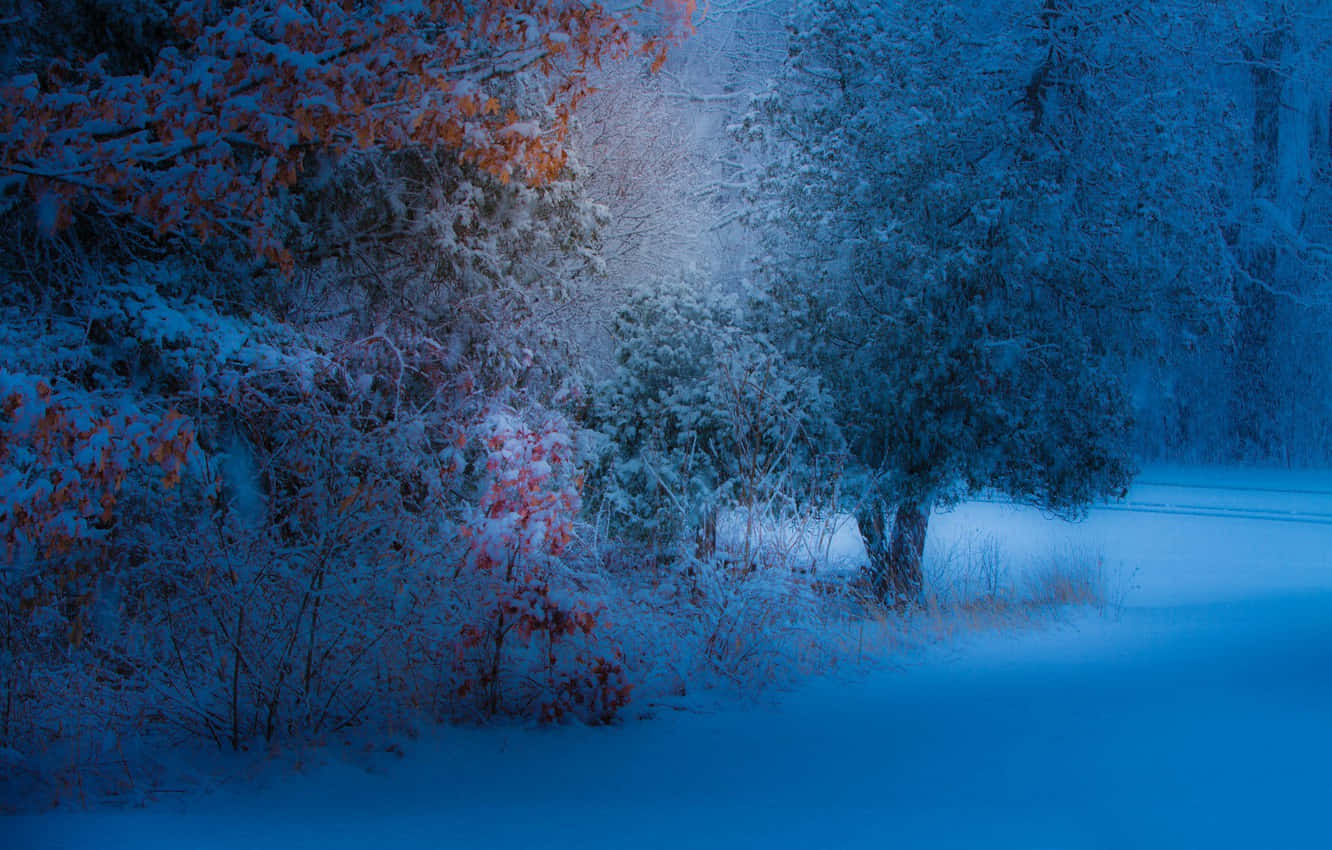Enjoy the beauty of nature with a peaceful snowfall Wallpaper