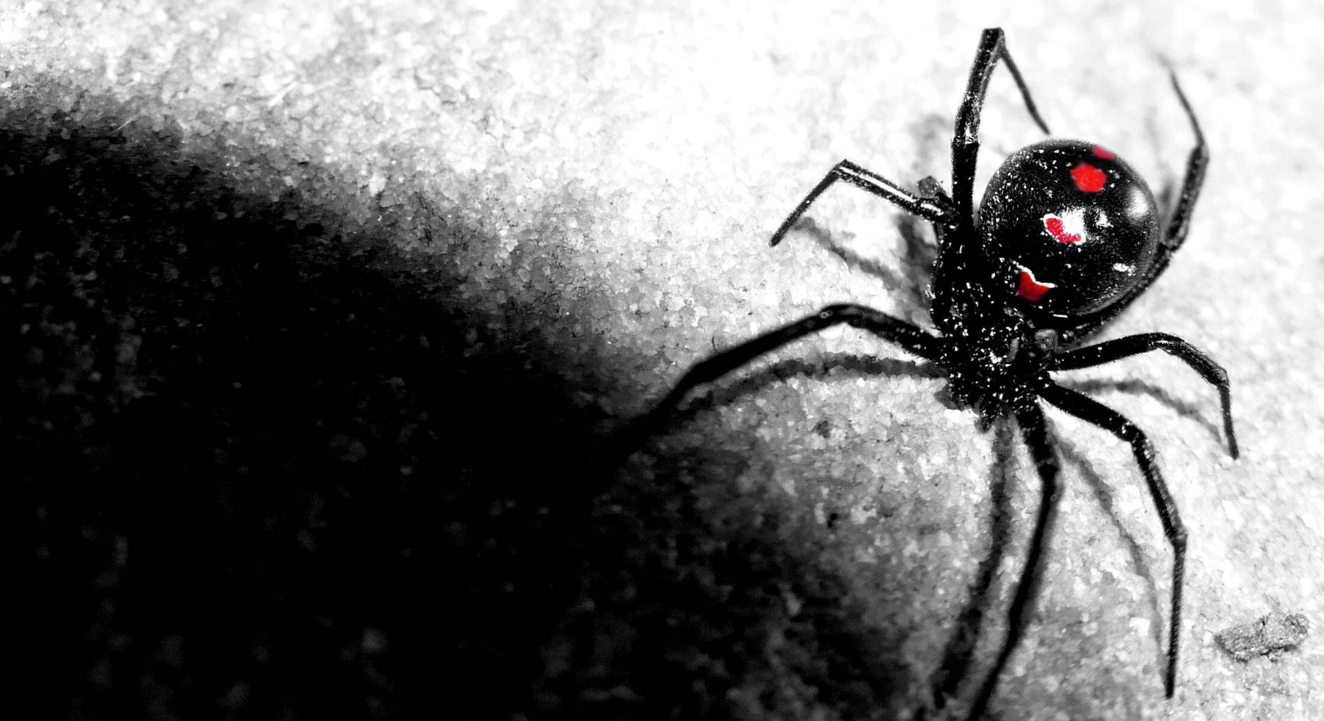 Spider Black Widow Wallpaper
