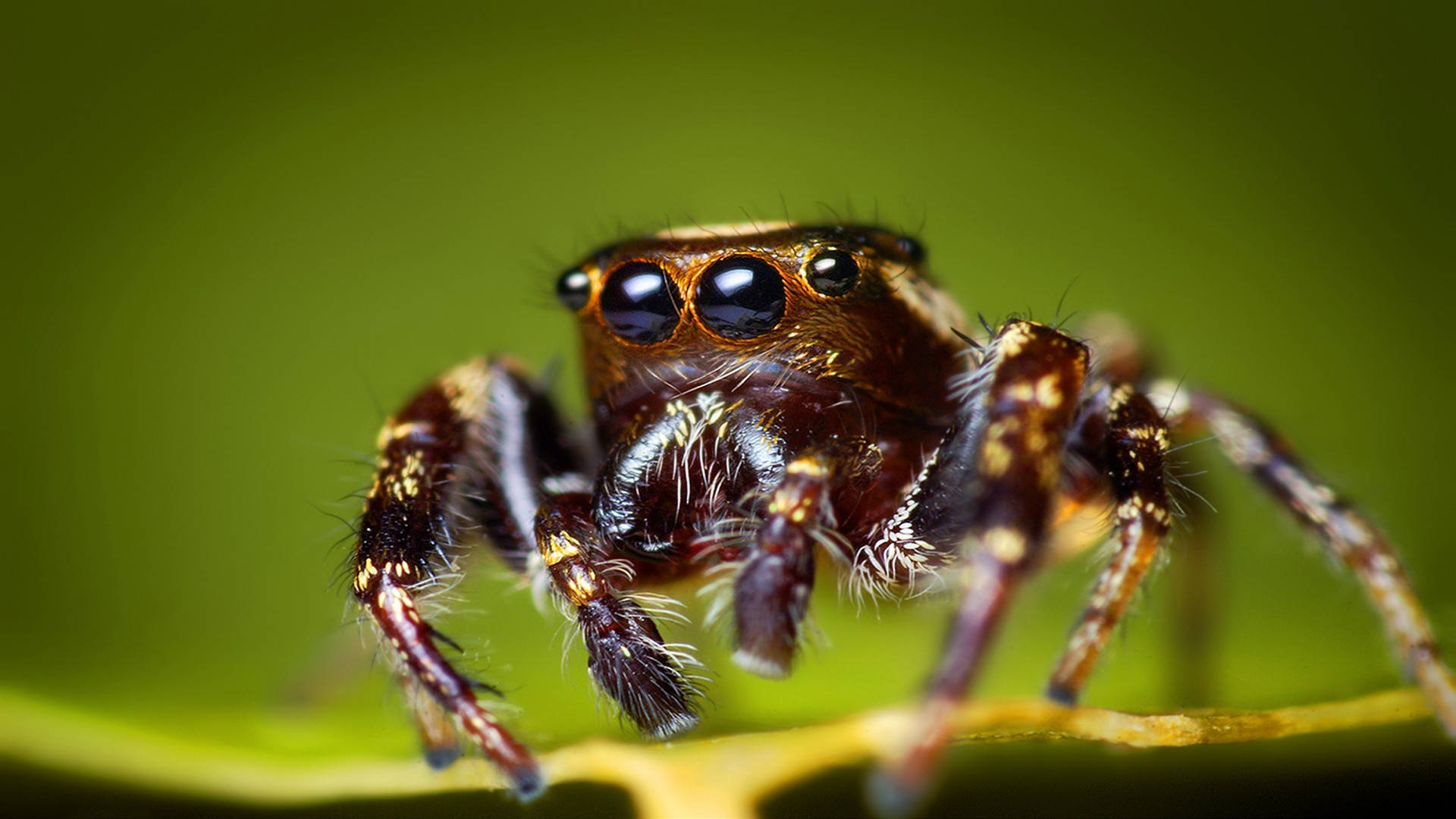 Spider With Huge Eyes Wallpaper